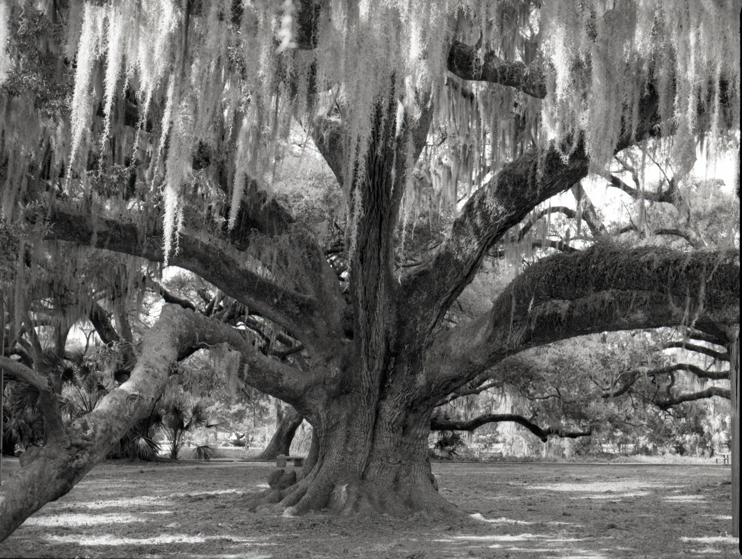 120film93.jpg