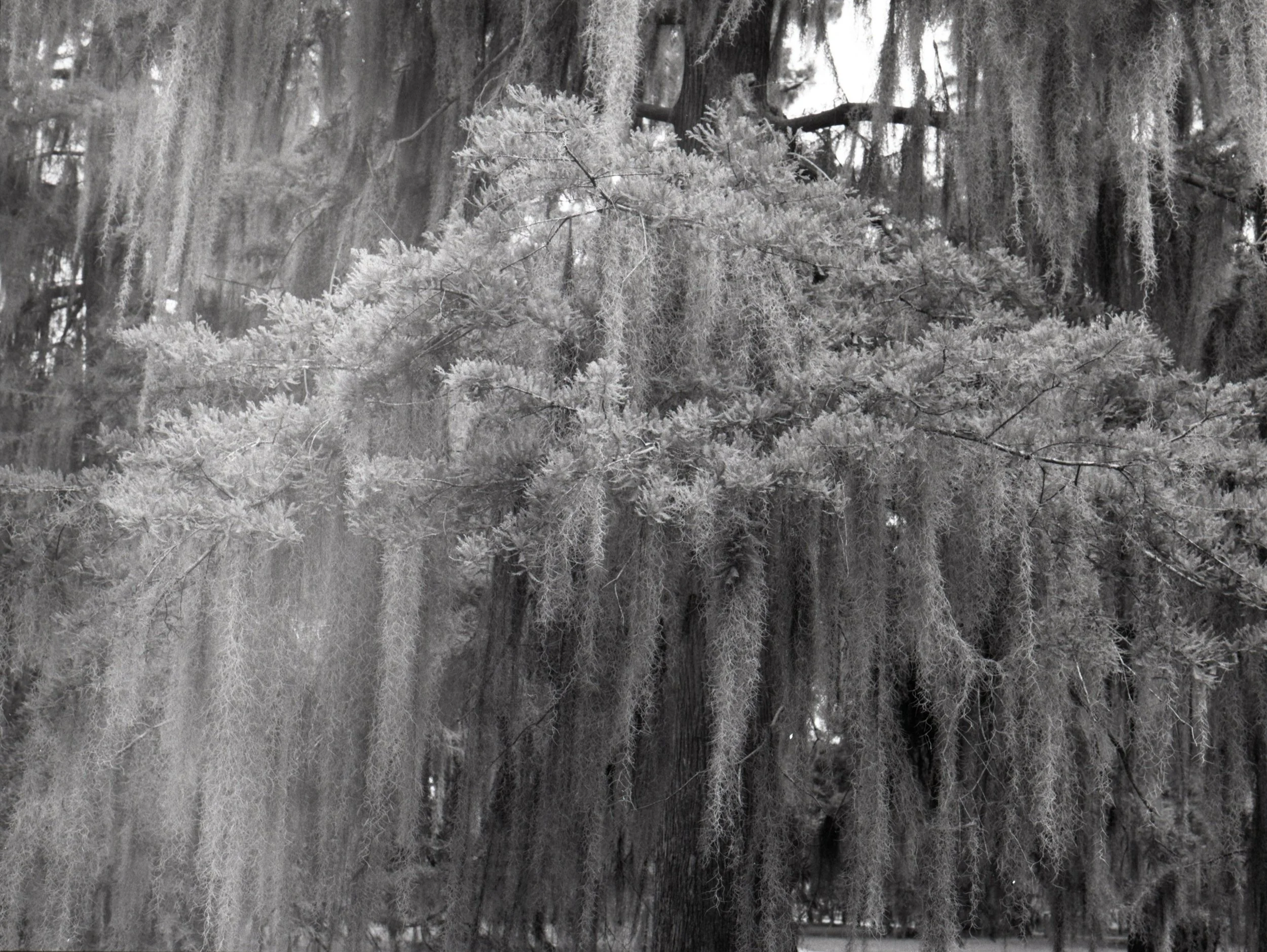 120film88.jpg