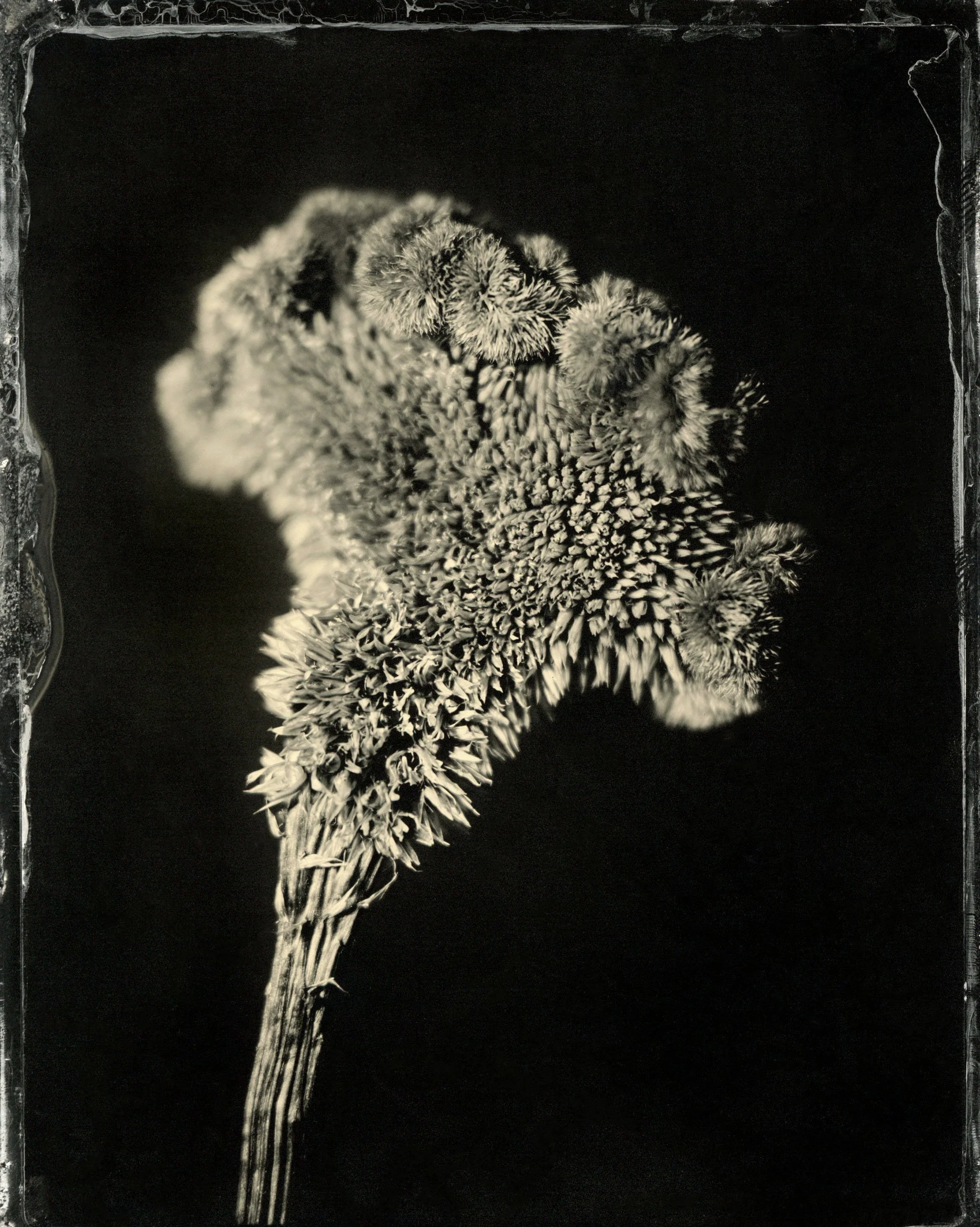 120film14.jpg