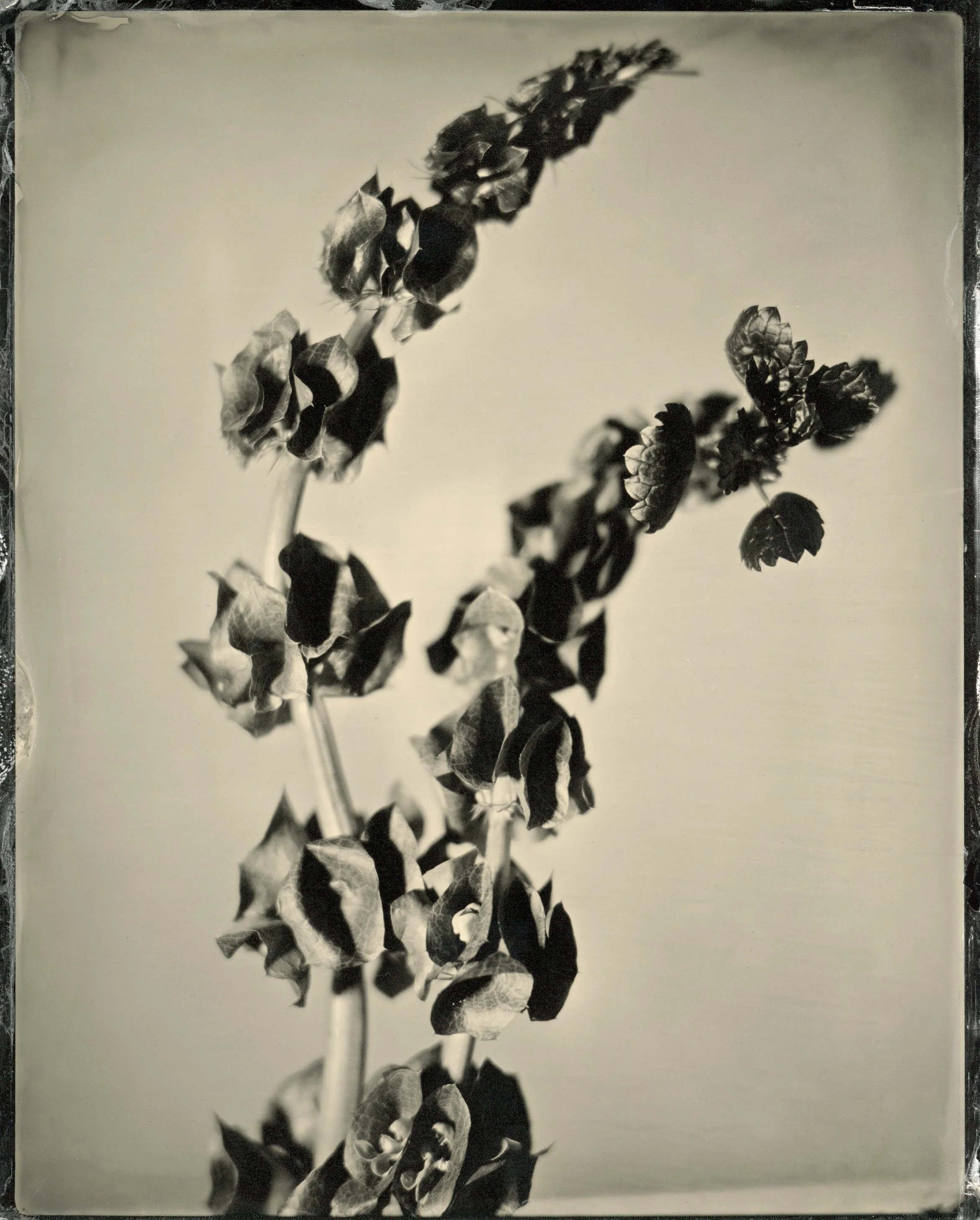 plate3.jpg