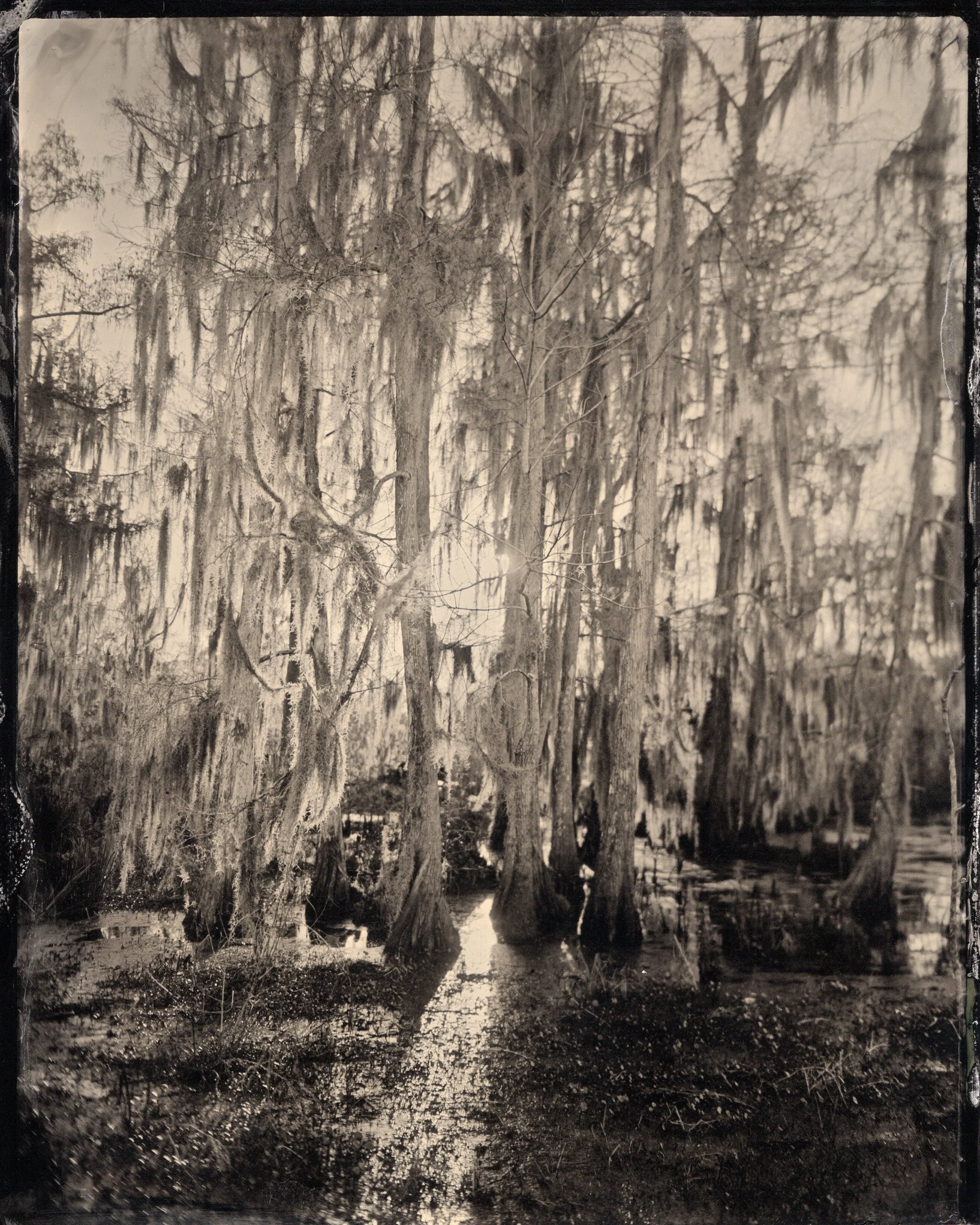 swamptins022.jpg