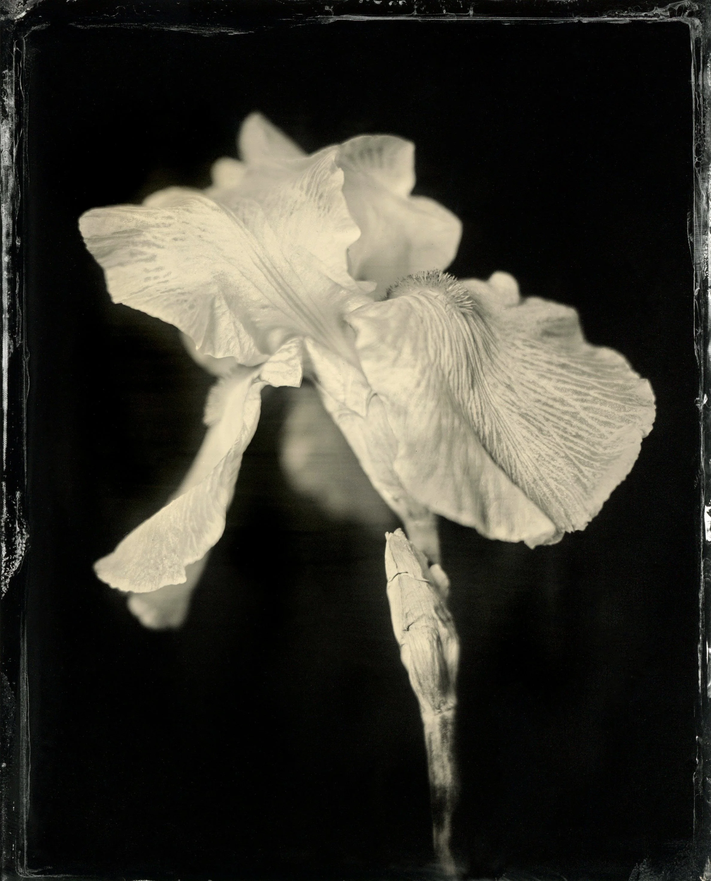 120film25.jpg
