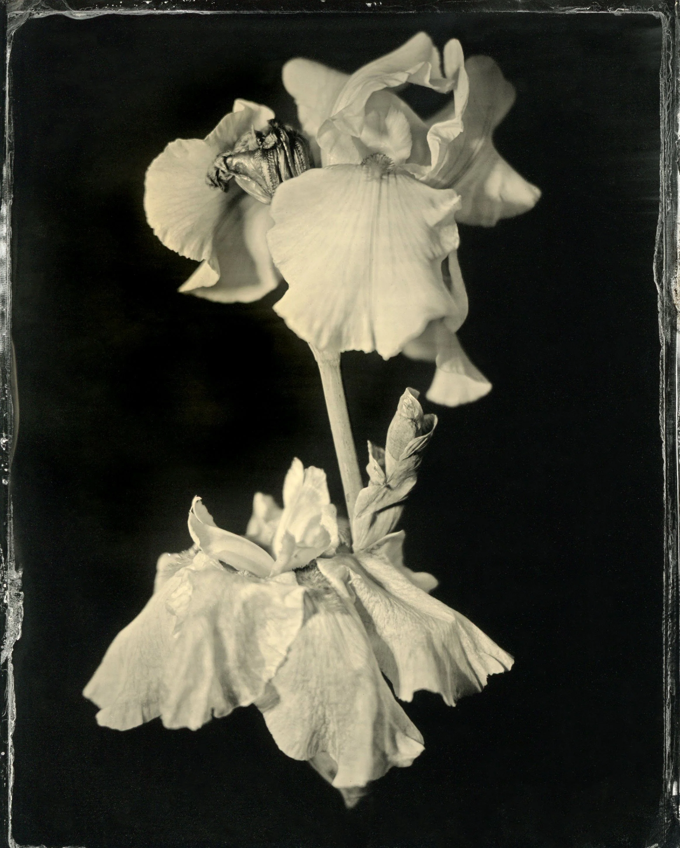 120film10.jpg