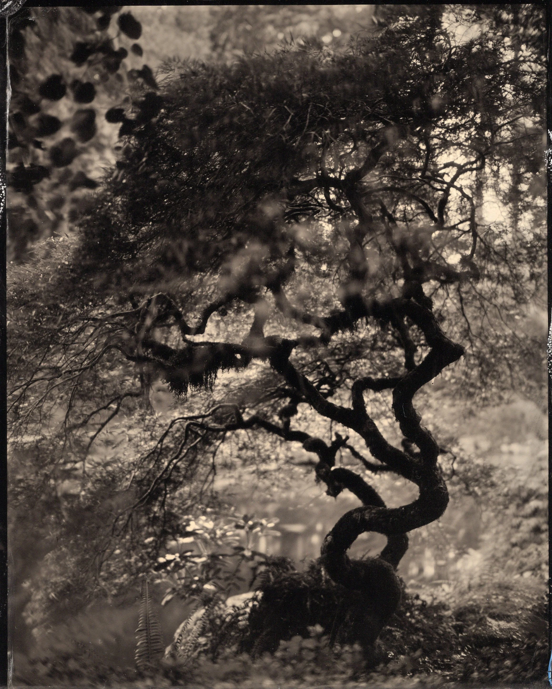 tintypes908.jpg