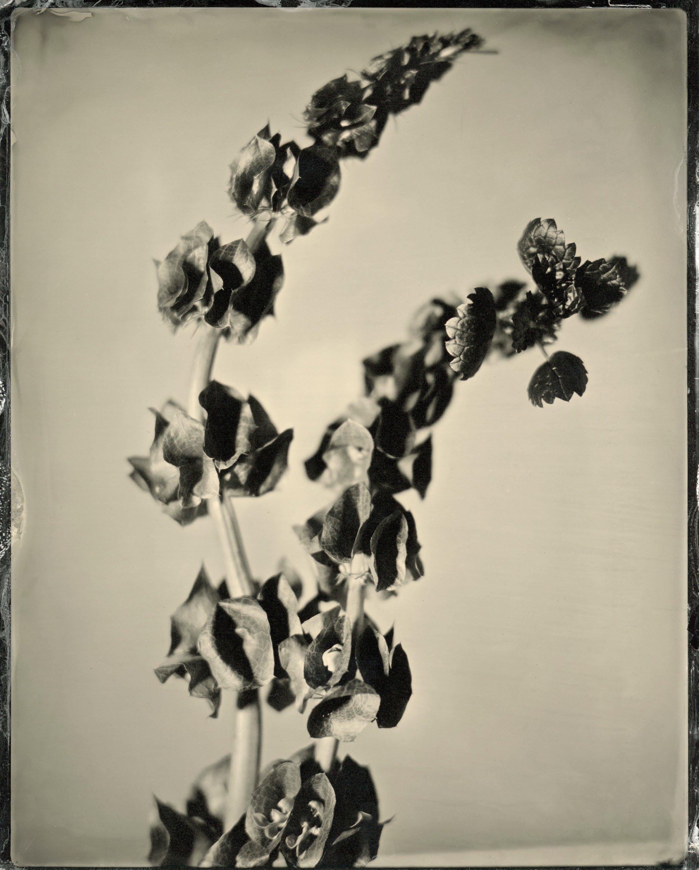 plate3.jpg