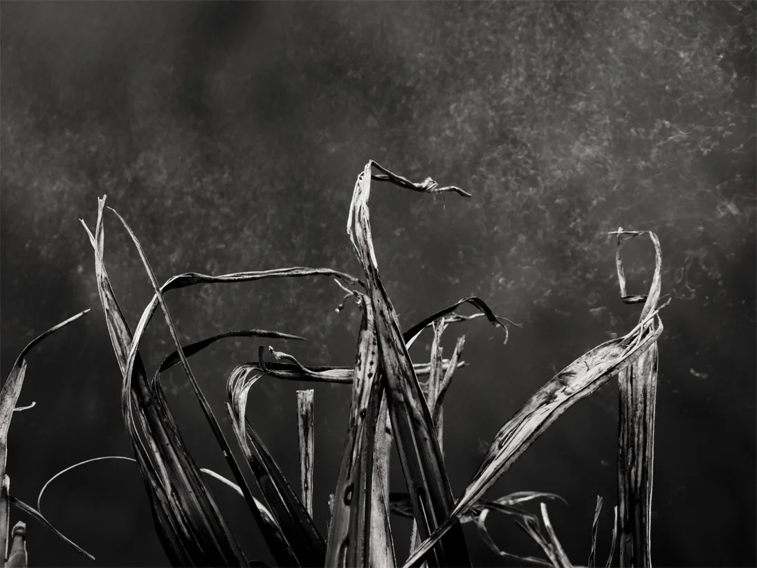 _1010252 copy as Smart Object-1.jpg