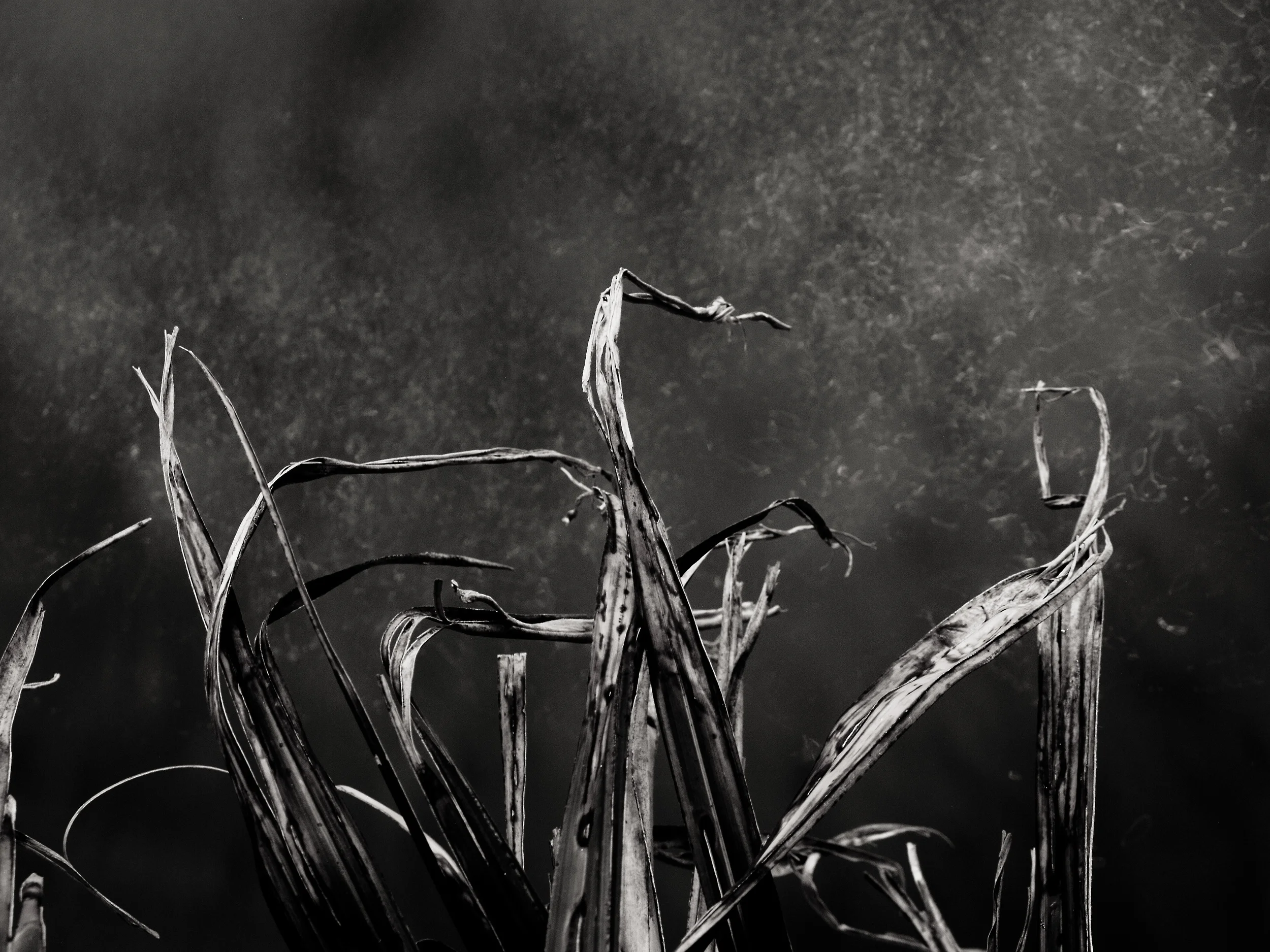   fall-1-2014-dried-grass  