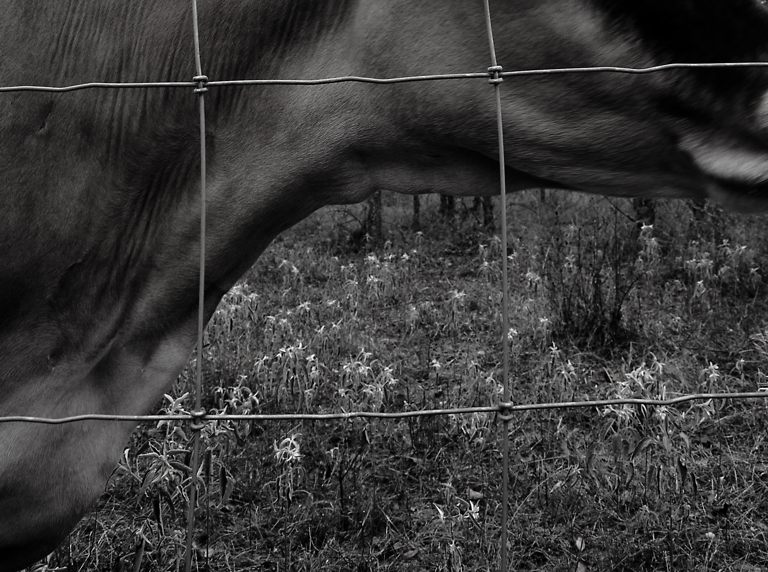   fall-2-2014-cow-immovable  