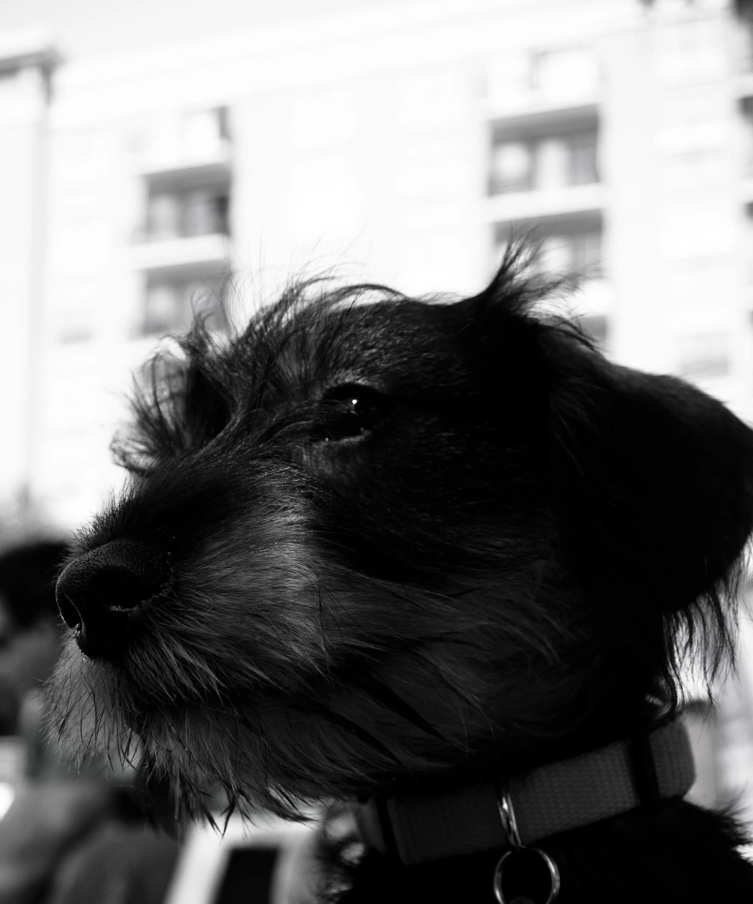 _4089029 as Smart Object-2 copy.jpg