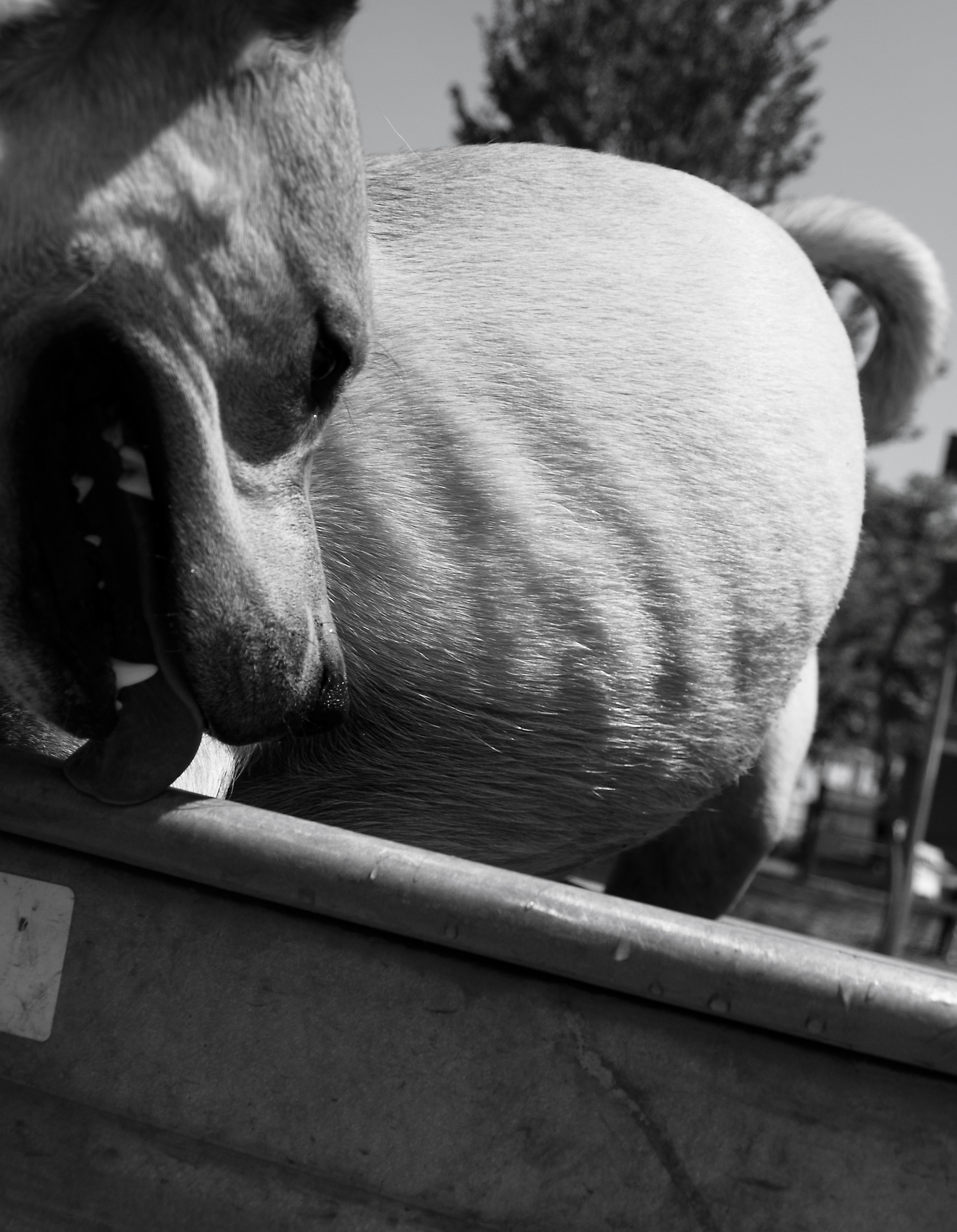 _4089066 copy as Smart Object-1.jpg