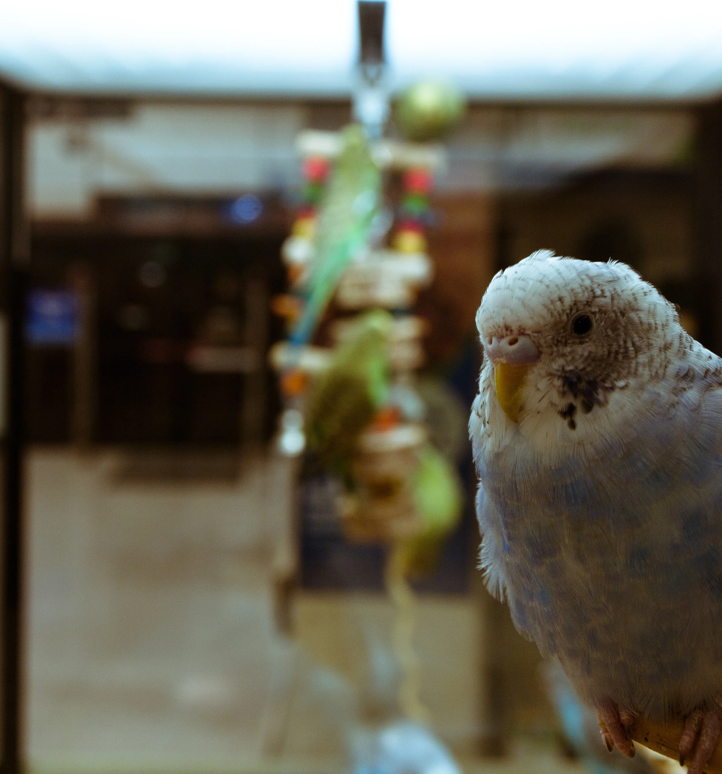 _4179459 copy as Smart Object-1.jpg