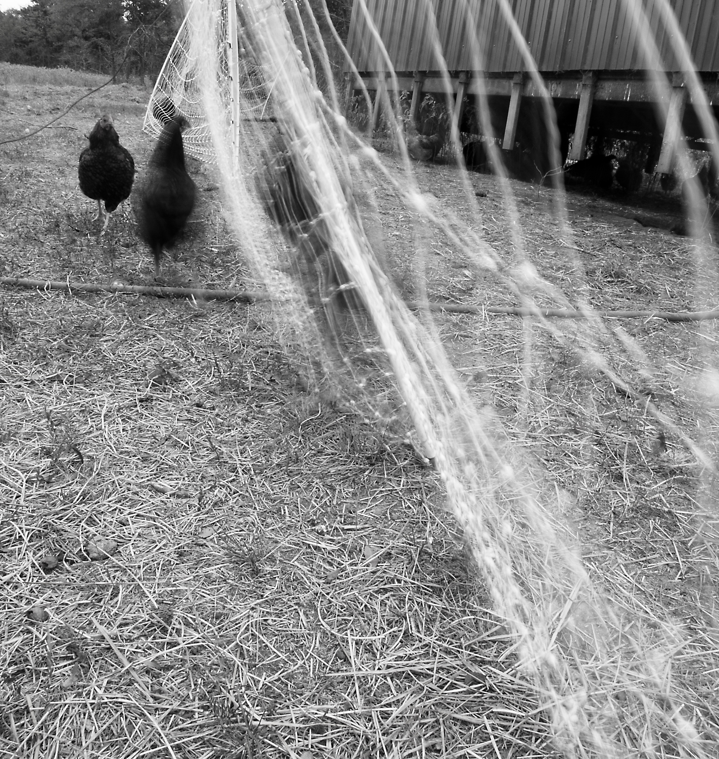 _1019806 copy as Smart Object-1.jpg