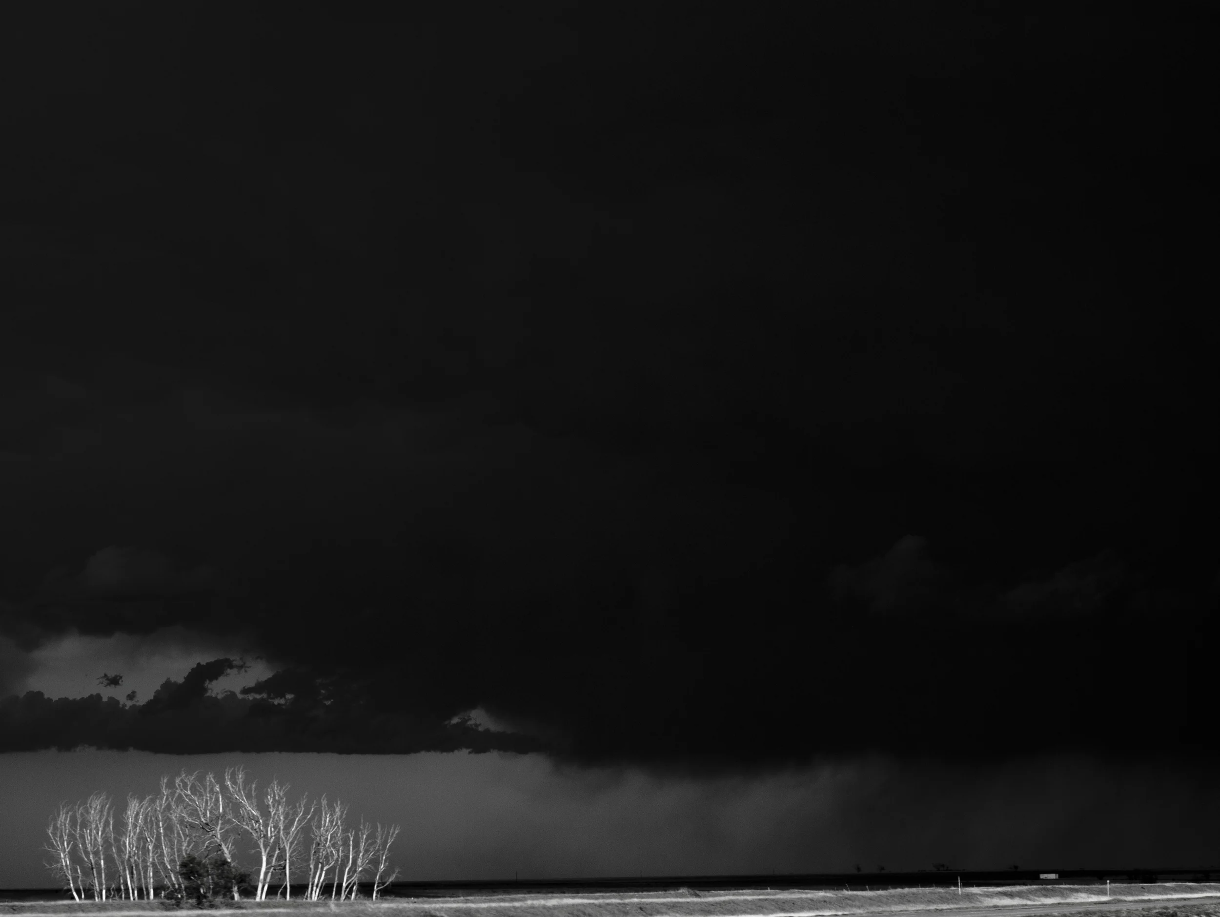 white-trees-alone.jpg