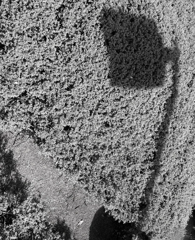 Spring 3 - Lamp and Bush.jpg