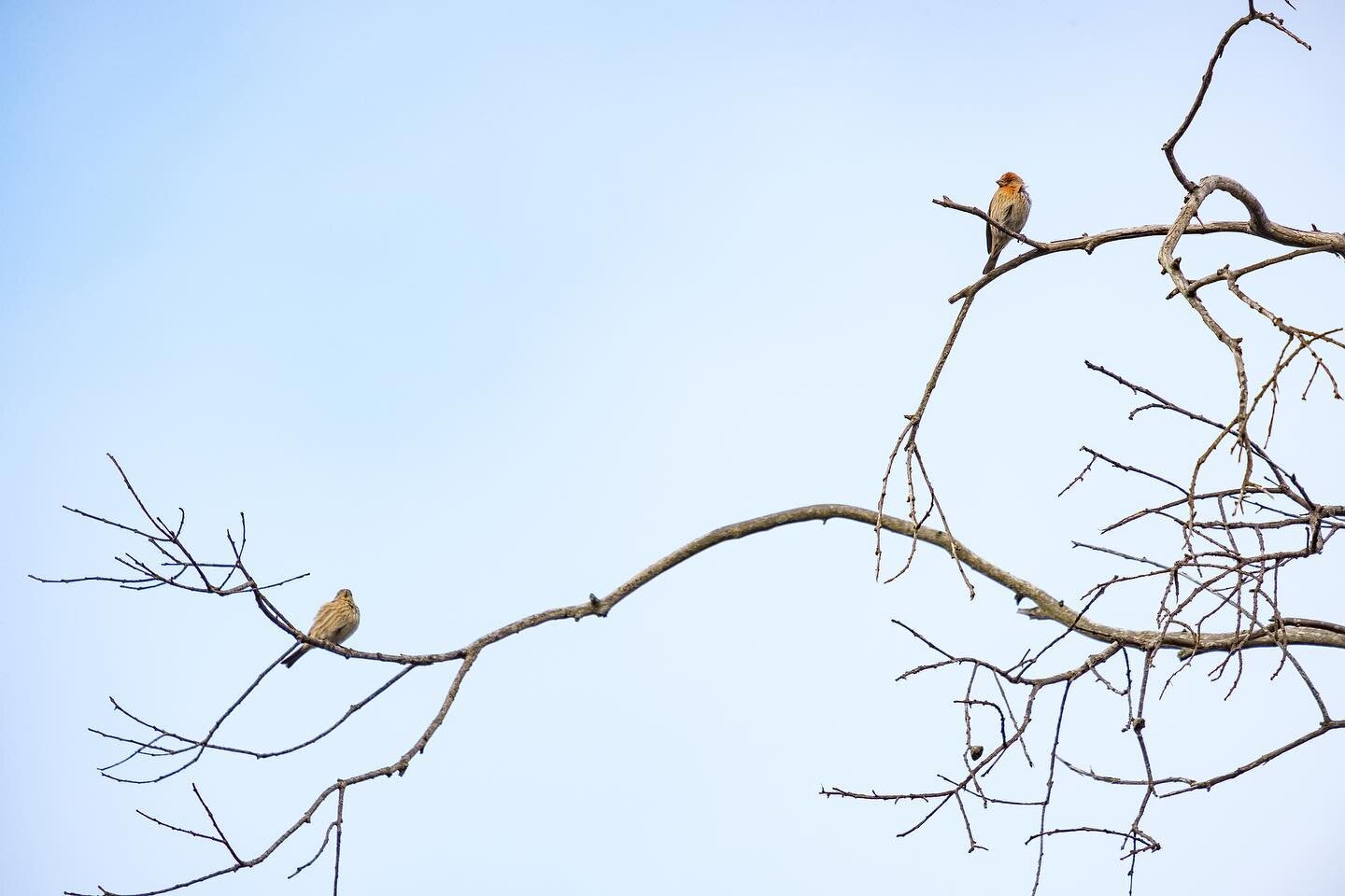 day 1459. #usa #california #bolsachicawetlands #americana #housefinch #landscape #birdportrait #naturephotography #birdsofinstagram #portraitphotography #natureart  #photography #photographyart #photographyblog #landscapephotography #photographylands