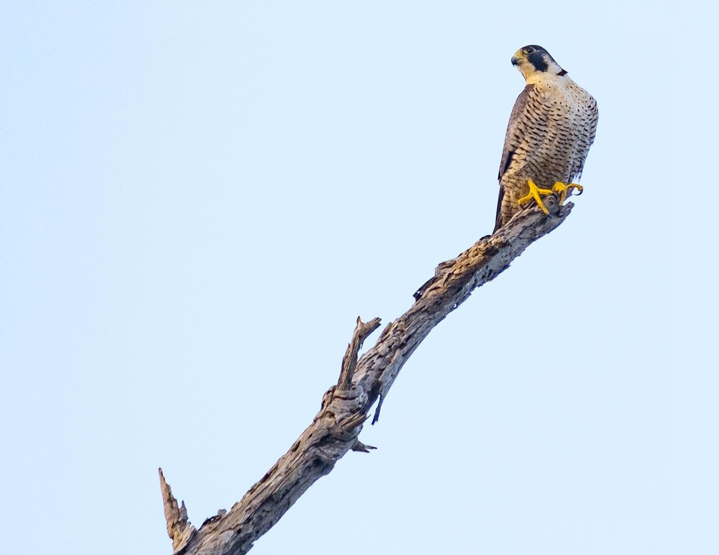 day 1459. #usa #california #bolsachicawetlands #americana #peregrinefalcon #landscape #birdportrait #naturephotography #birdsofinstagram #portraitphotography #natureart  #photography #photographyart #photographyblog #landscapephotography #photography