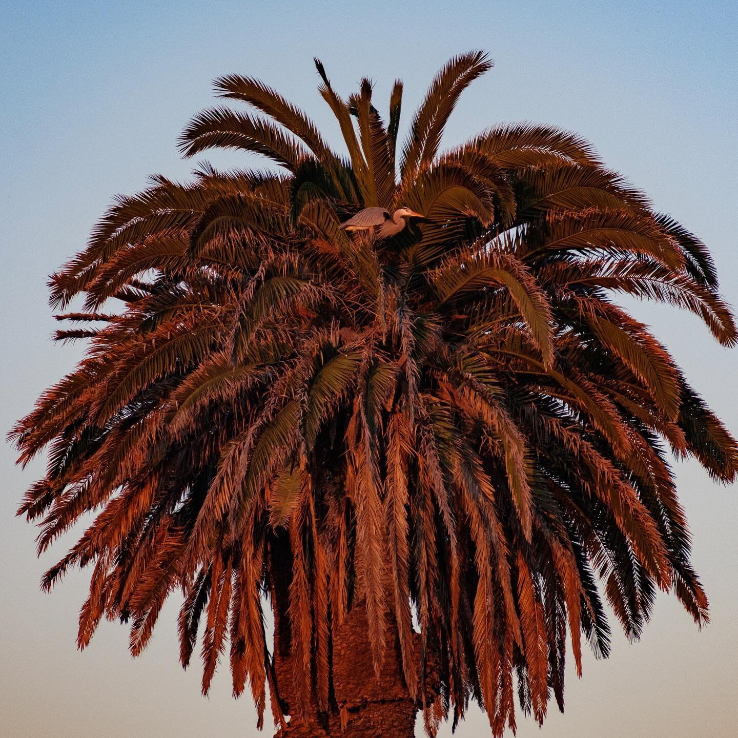 day 1457. #usa #california #bolsachicawetlands #americana #palmtrees🌴 #greatblueheron #landscape #birdportrait #naturephotography #birdsofinstagram #portraitphotography #natureart  #photography #photographyart #photographyblog #landscapephotography 