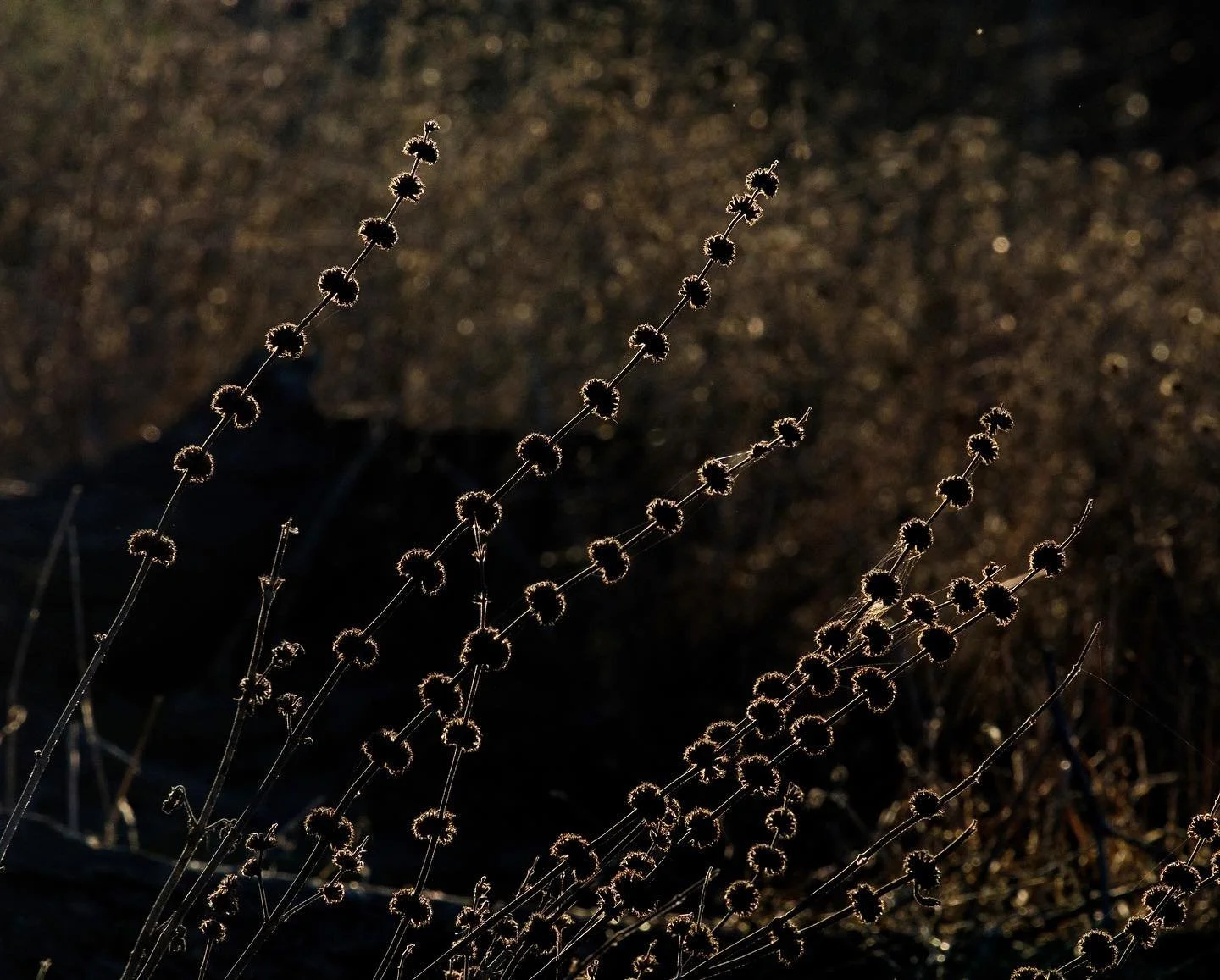 day 1457. #usa #california #bolsachicawetlands #americana #landscape #naturephotography #natureart  #photography #photographyart #photographyblog #landscapephotography #photographylandscape #photographyblogger