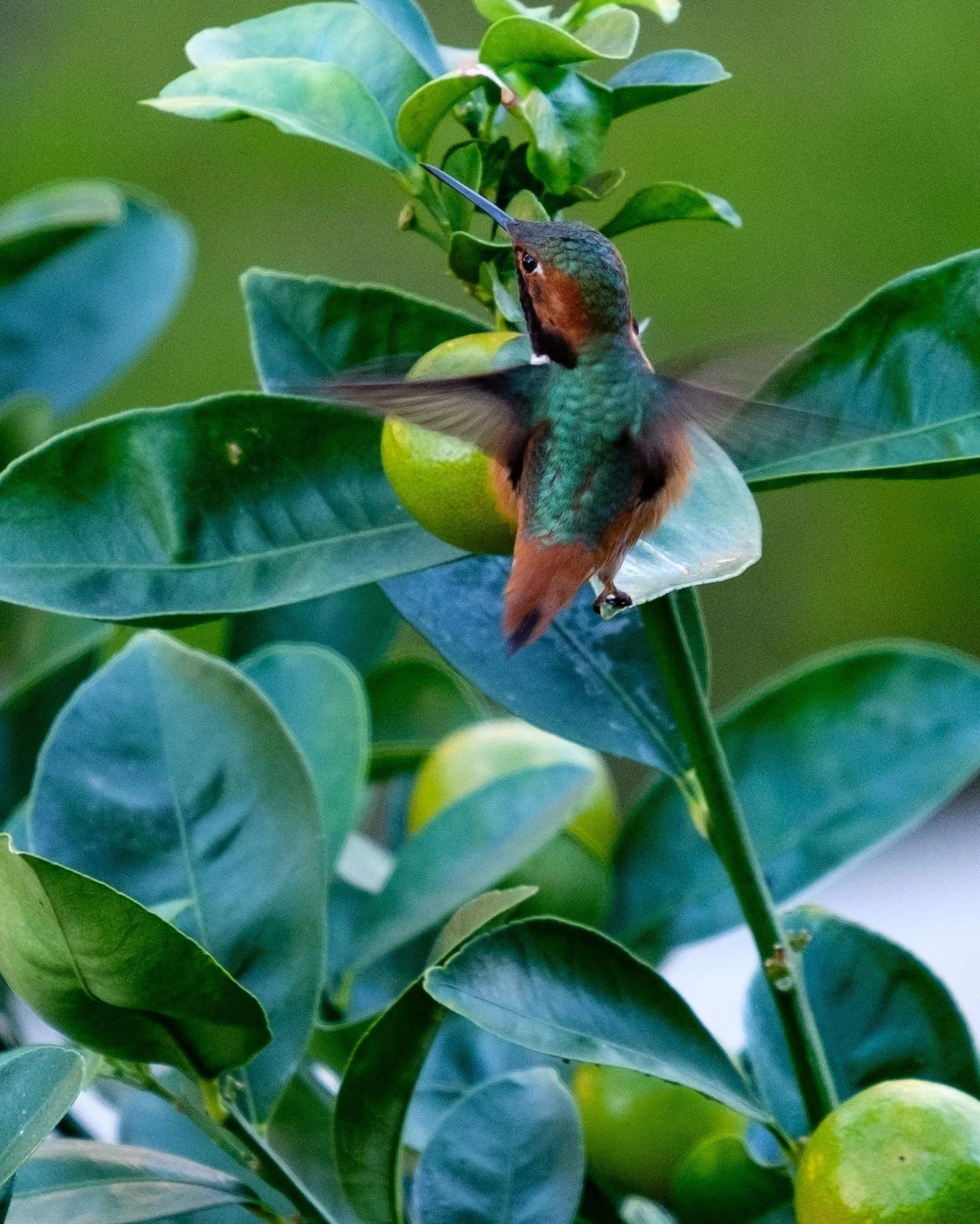 day 1458. #usa #california #americana #landscape #naturephotography #natureart  #photography #birdsofinstagram #hummingbird #birdportrait #photographyblog #landscapephotography #photographylandscape #photographyblogger