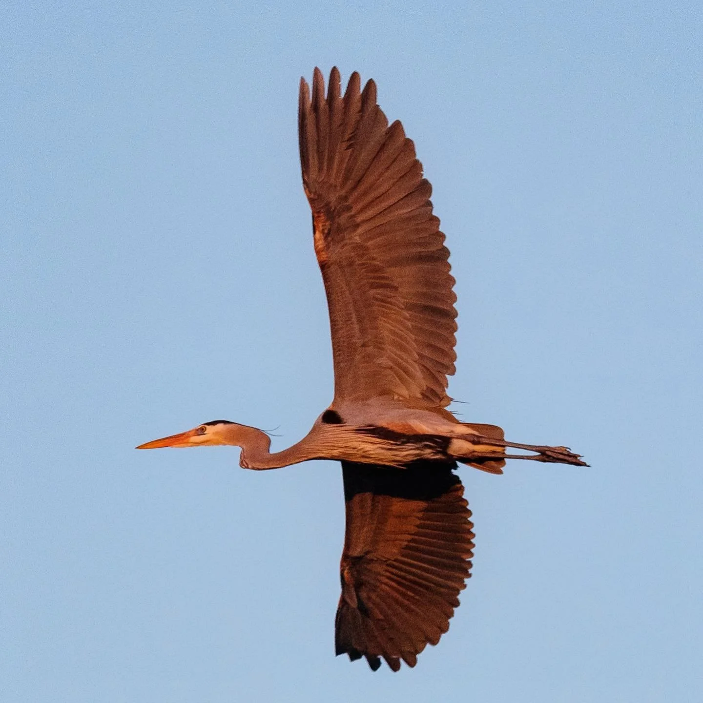 day 1457. #usa #california #bolsachicawetlands #americana #greatblueheron #landscape #birdportrait #naturephotography #birdsofinstagram #portraitphotography #natureart  #photography #photographyart #photographyblog #landscapephotography #photographyl