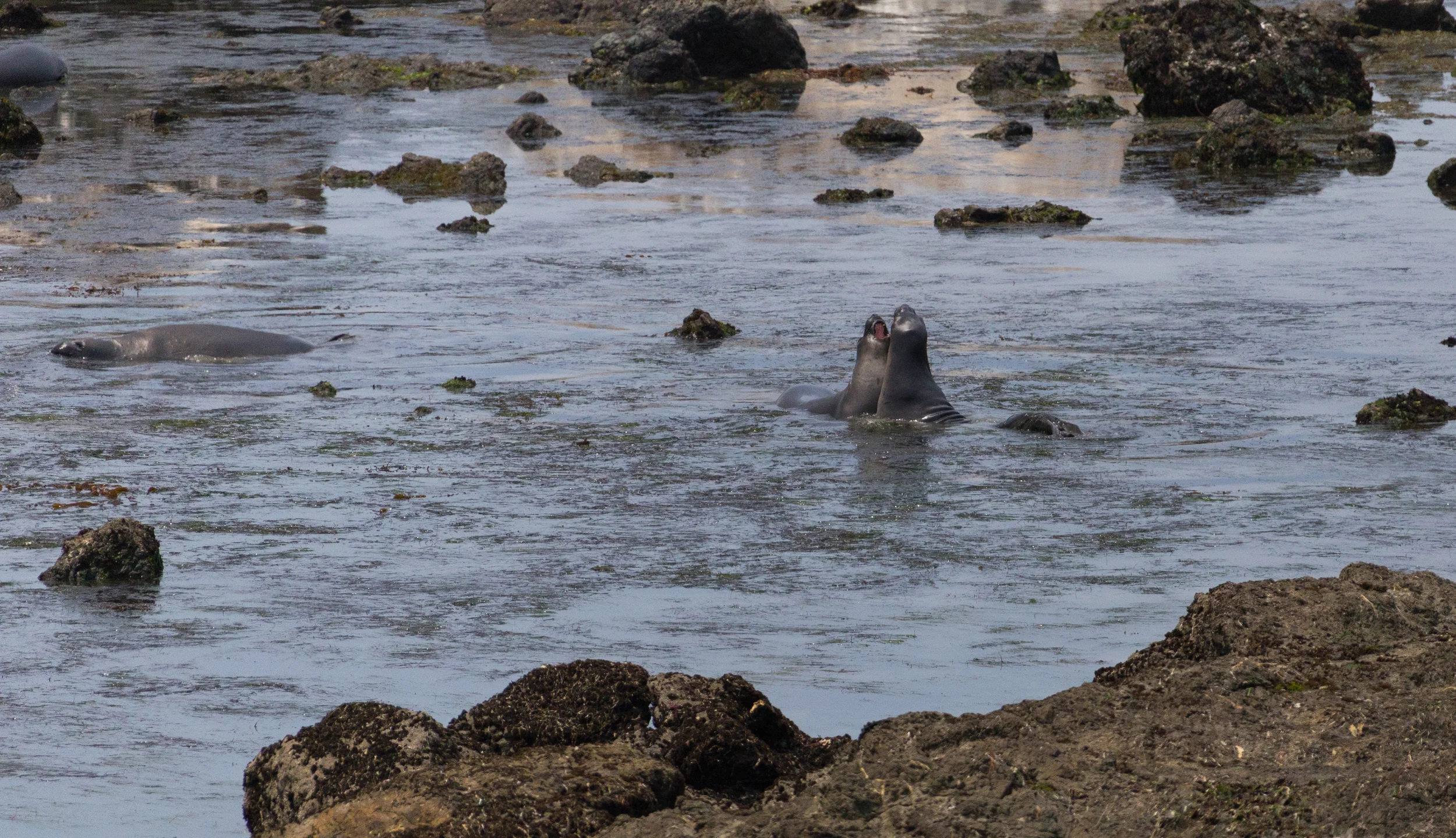 Elephant Seal Beach
