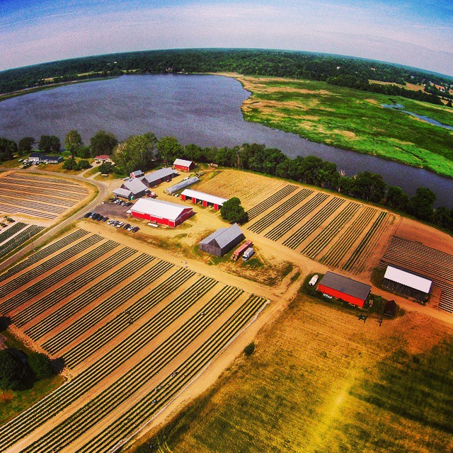Rows and rows of beautiful, ripe strawberries overlook the Patuxent River.