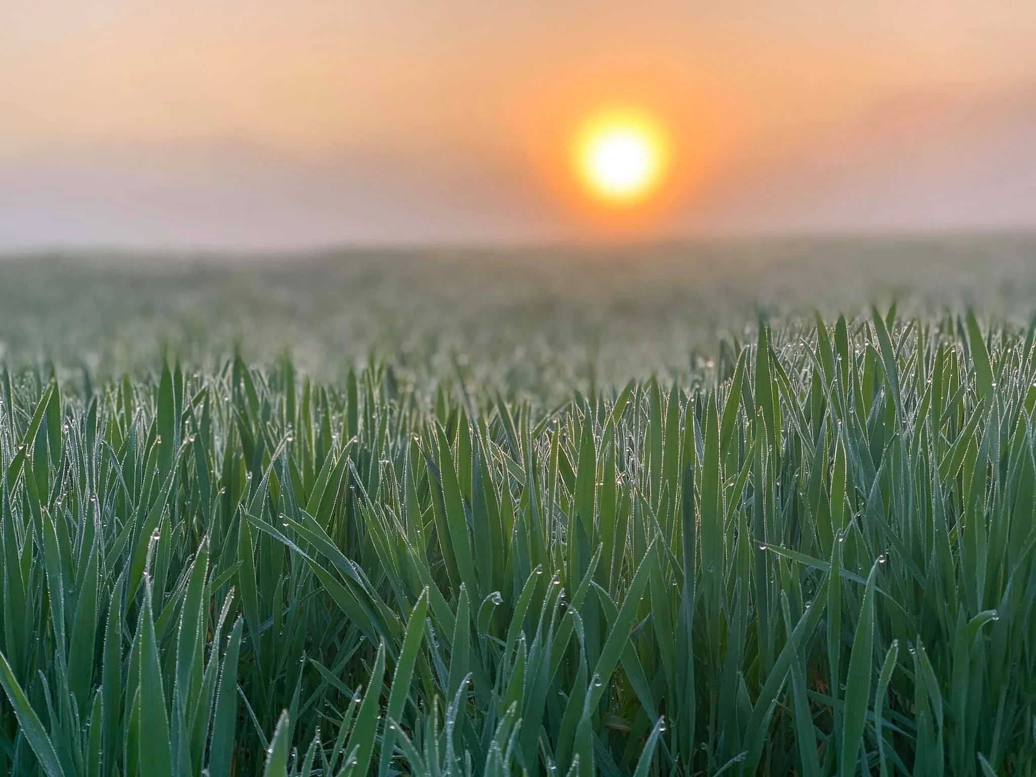 Pick Your Own Strawberries Swann Farms