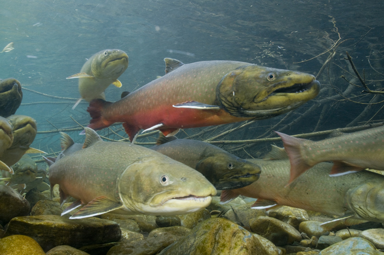 bull trout 3.jpg