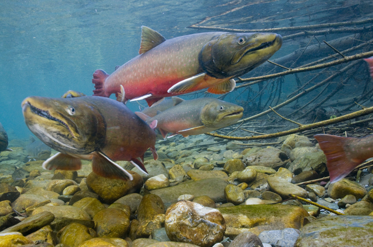 bull trout 6.jpg