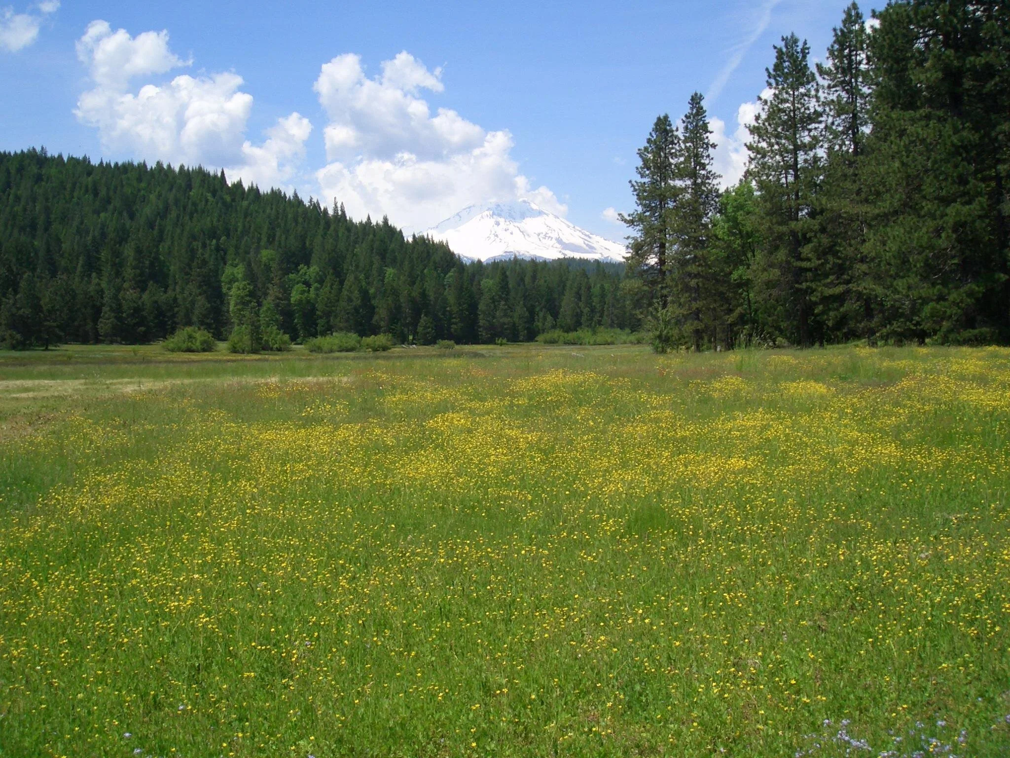 summer.mtshasta.jpg