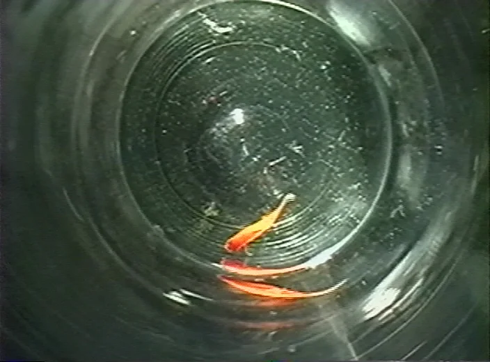 pic5.jpg