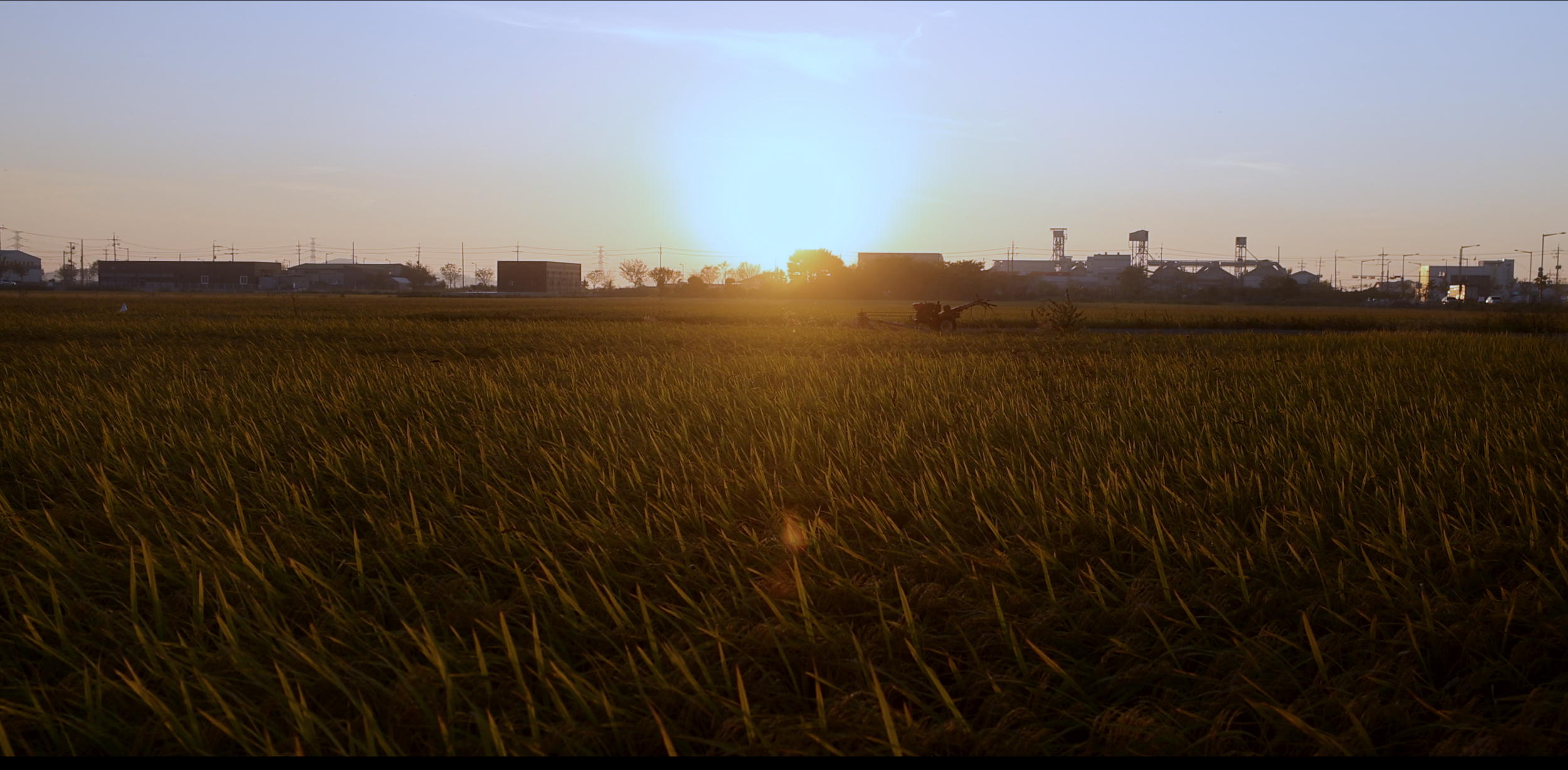 Ricefield_1.png