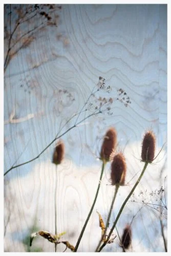 Roadside Weeds
