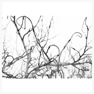 Branches