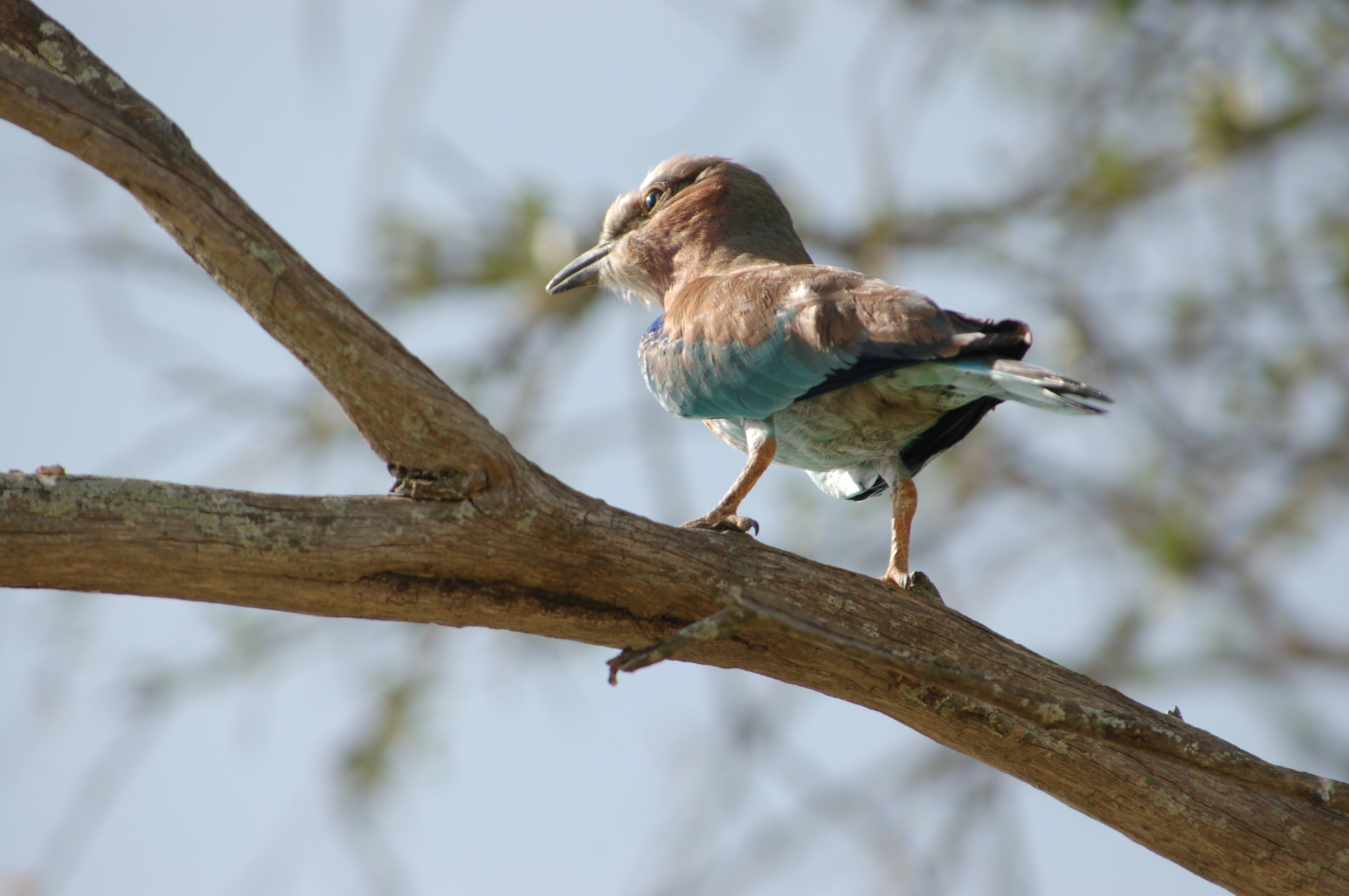                       "...and more birds than we could hope to see..."  ⬇︎  