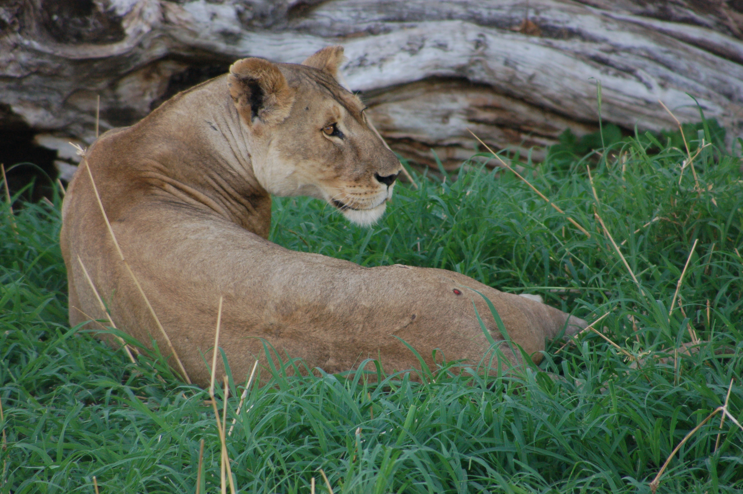                 &nbsp;  “Gennifer... ...you were the supreme female lion who kept us safe...”  ⬇︎  