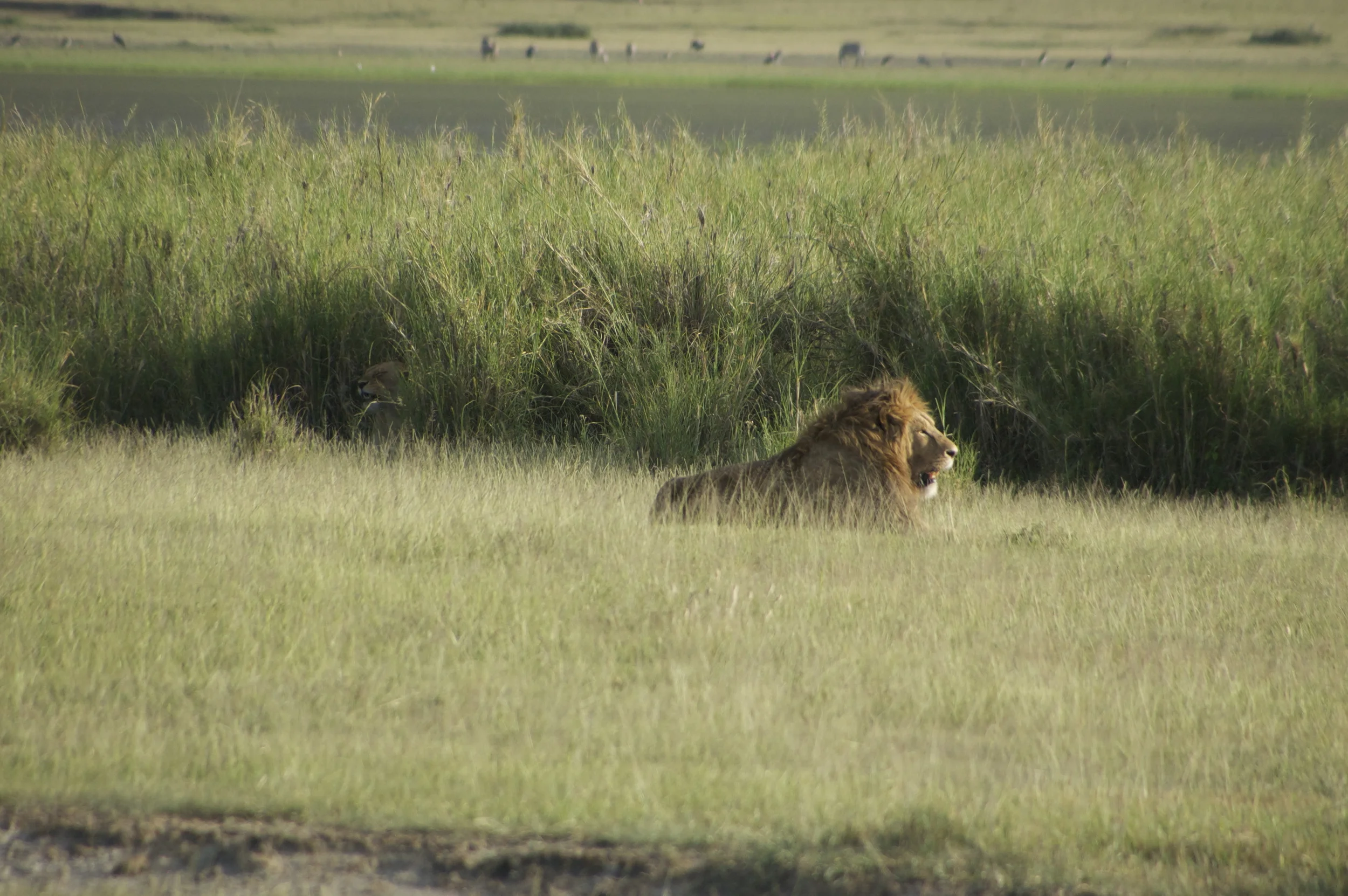 Jambo (Greetings) Fellow Travelers!