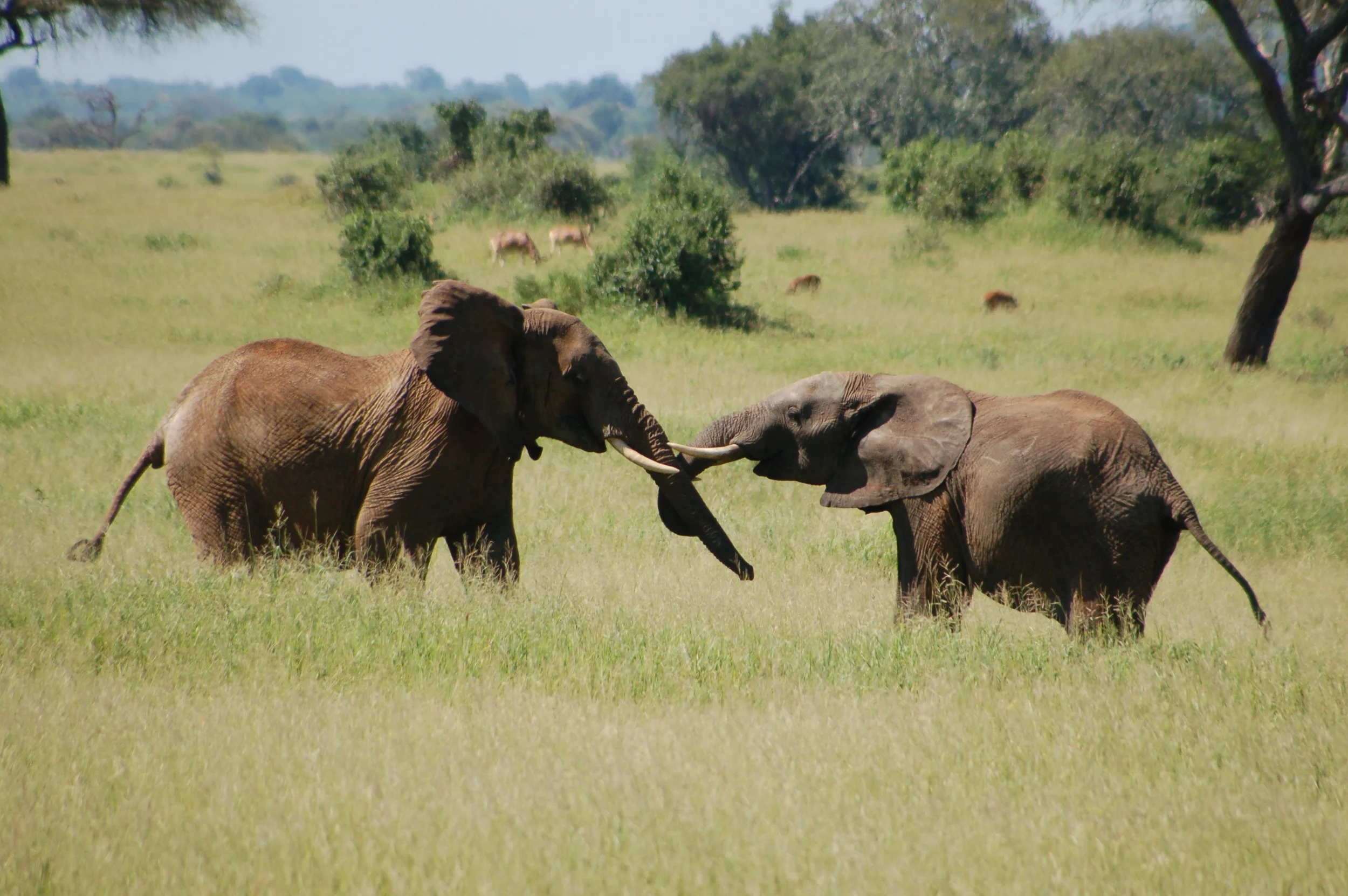Serengeti Northern Safari—Tanzania