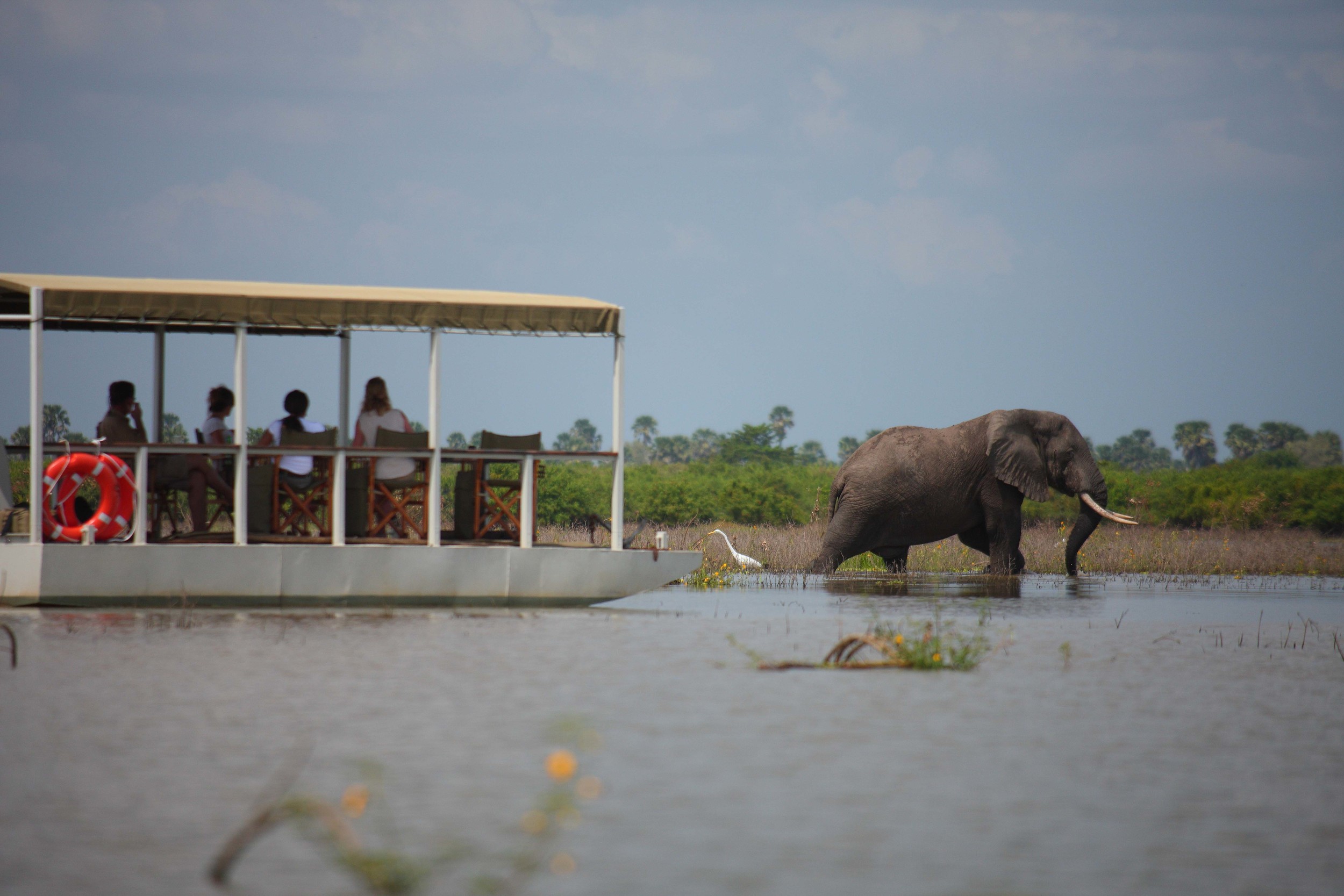 Perfect game viewing from Siwandu's pontoon boat.jpg