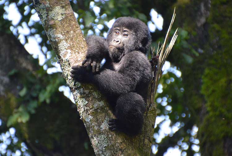 gorilla-tree-750x507.jpg