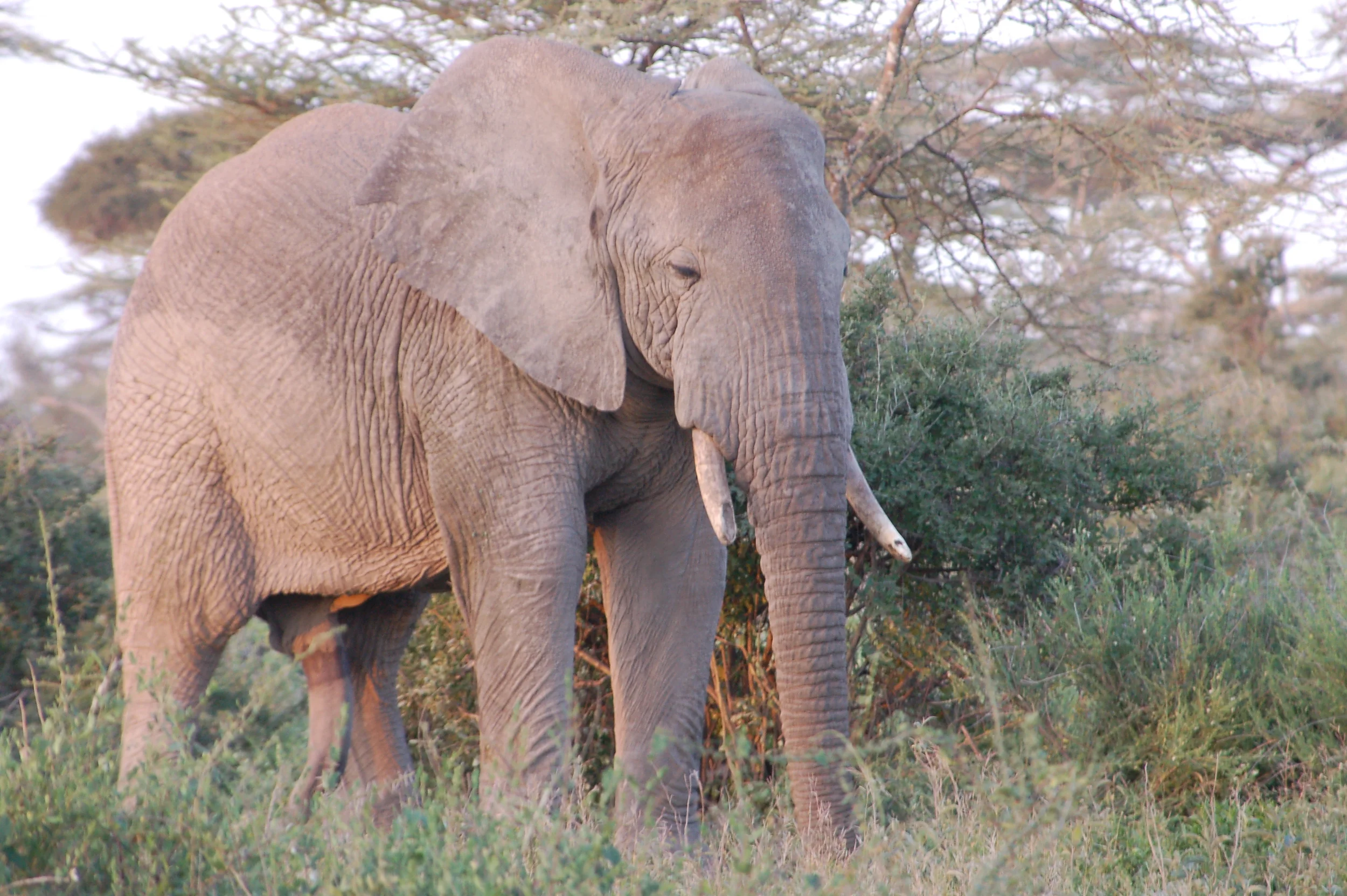 Tembo (Elephant) Waking