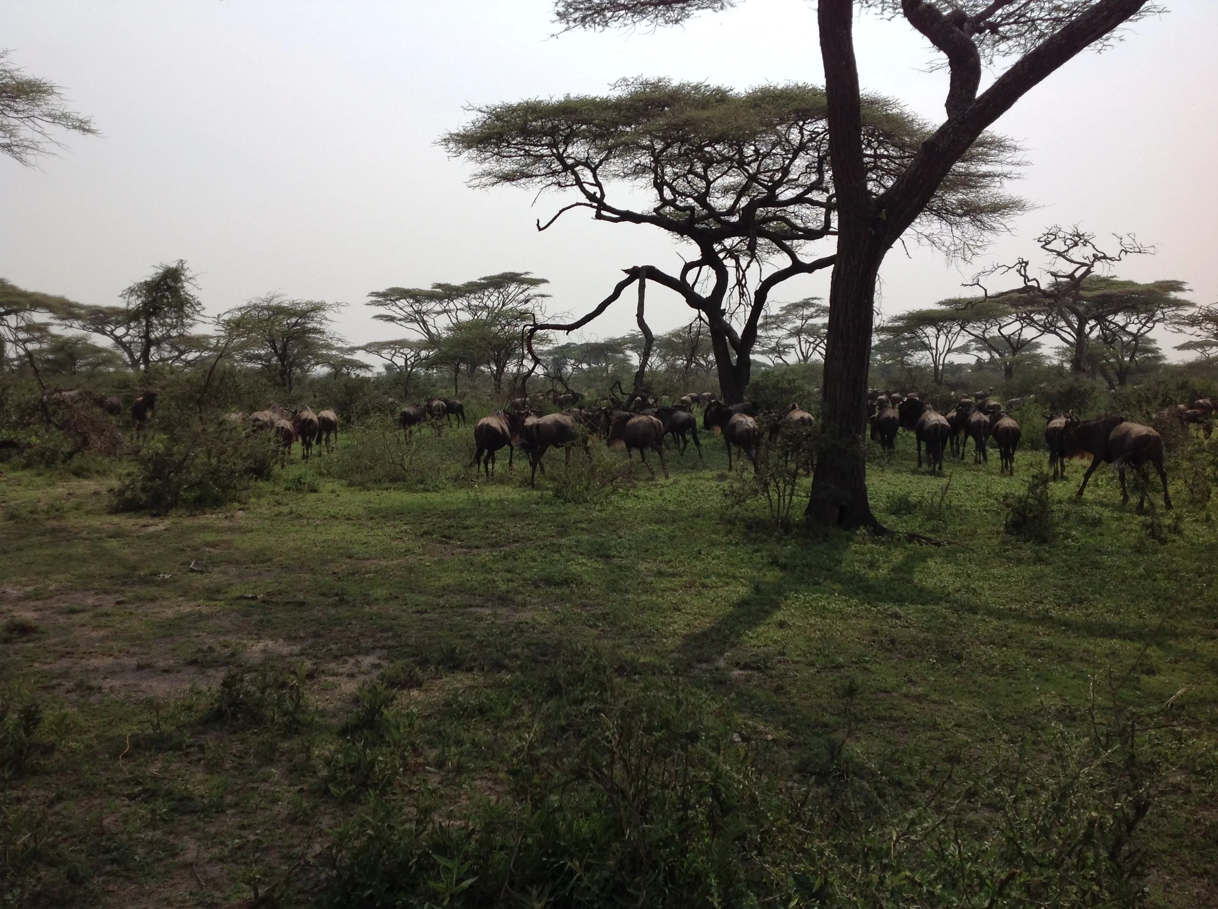 Wild encounters