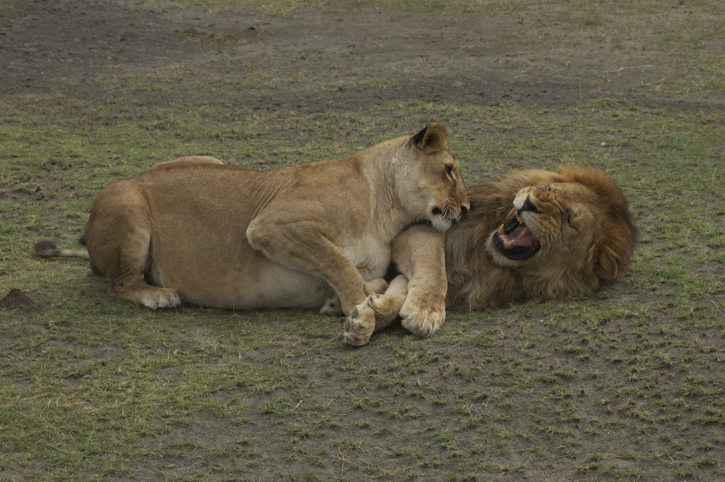 Northern Tanzania Safari