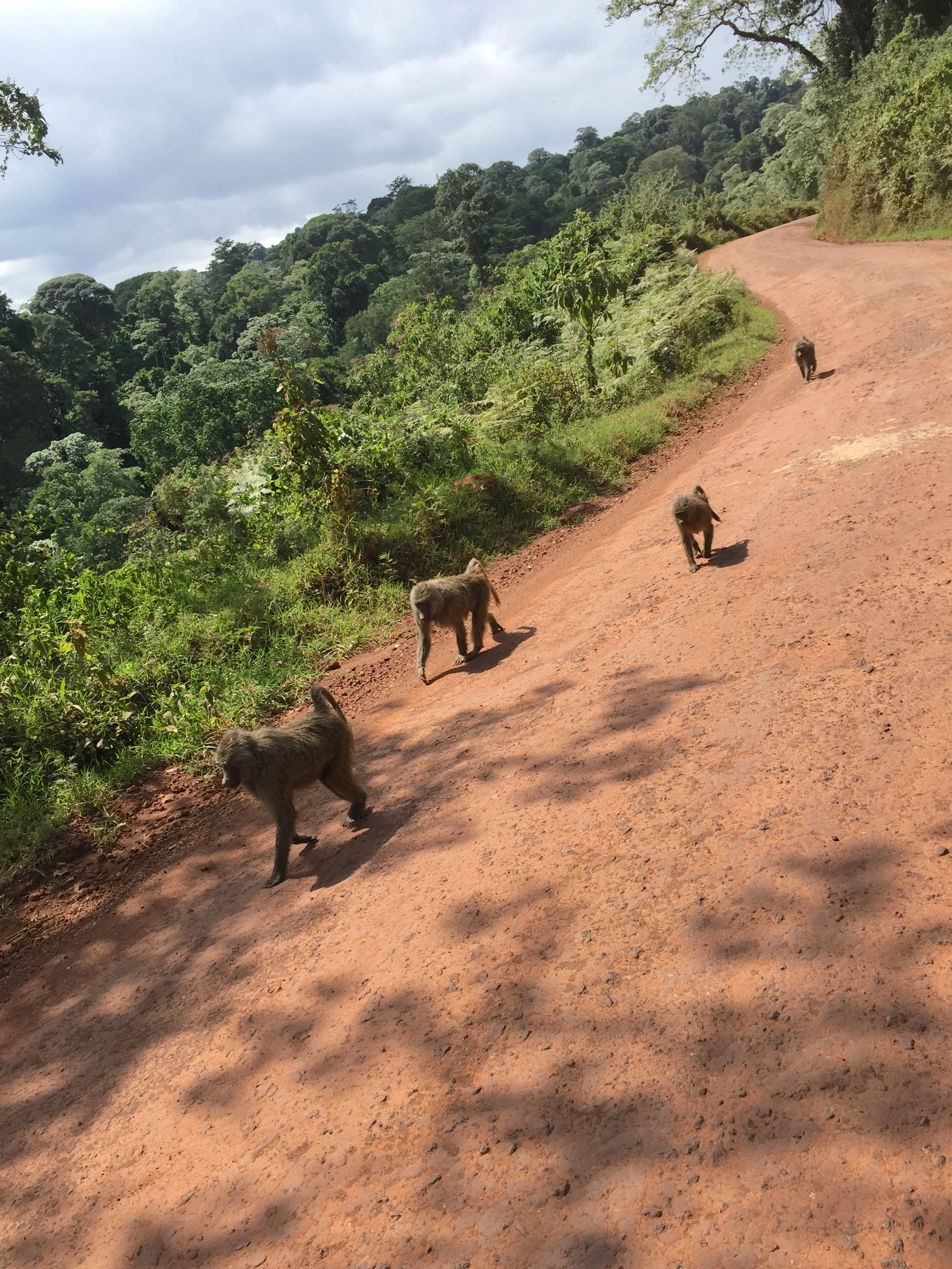 On The Way To Ngorongoro Caldera
