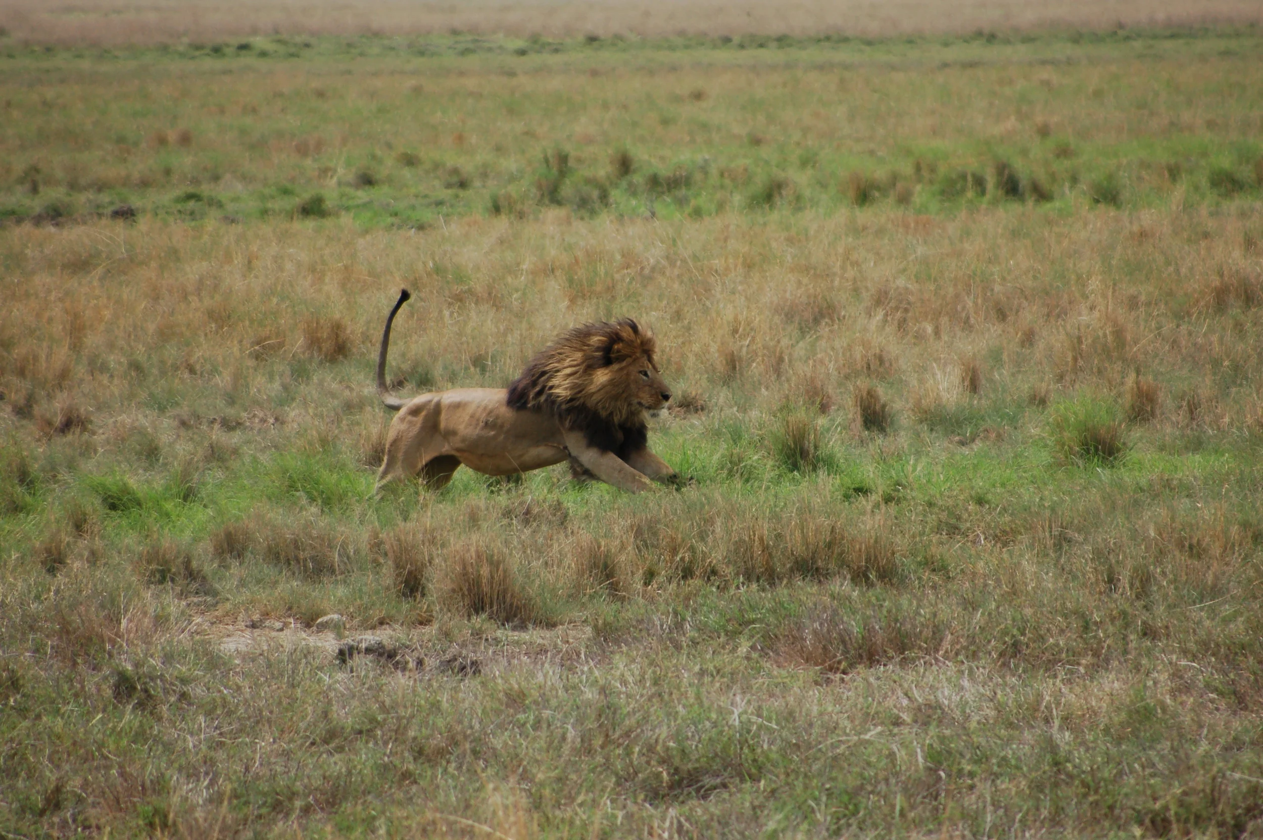 New GenSafaris Web Site!