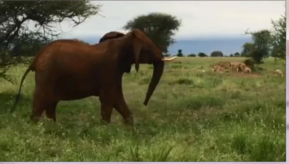 Elephant family meets Lion family