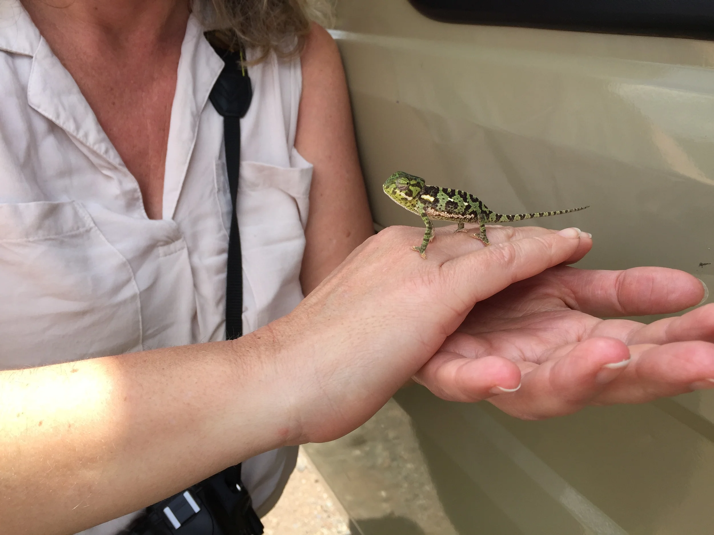 All Creatures Great & Small