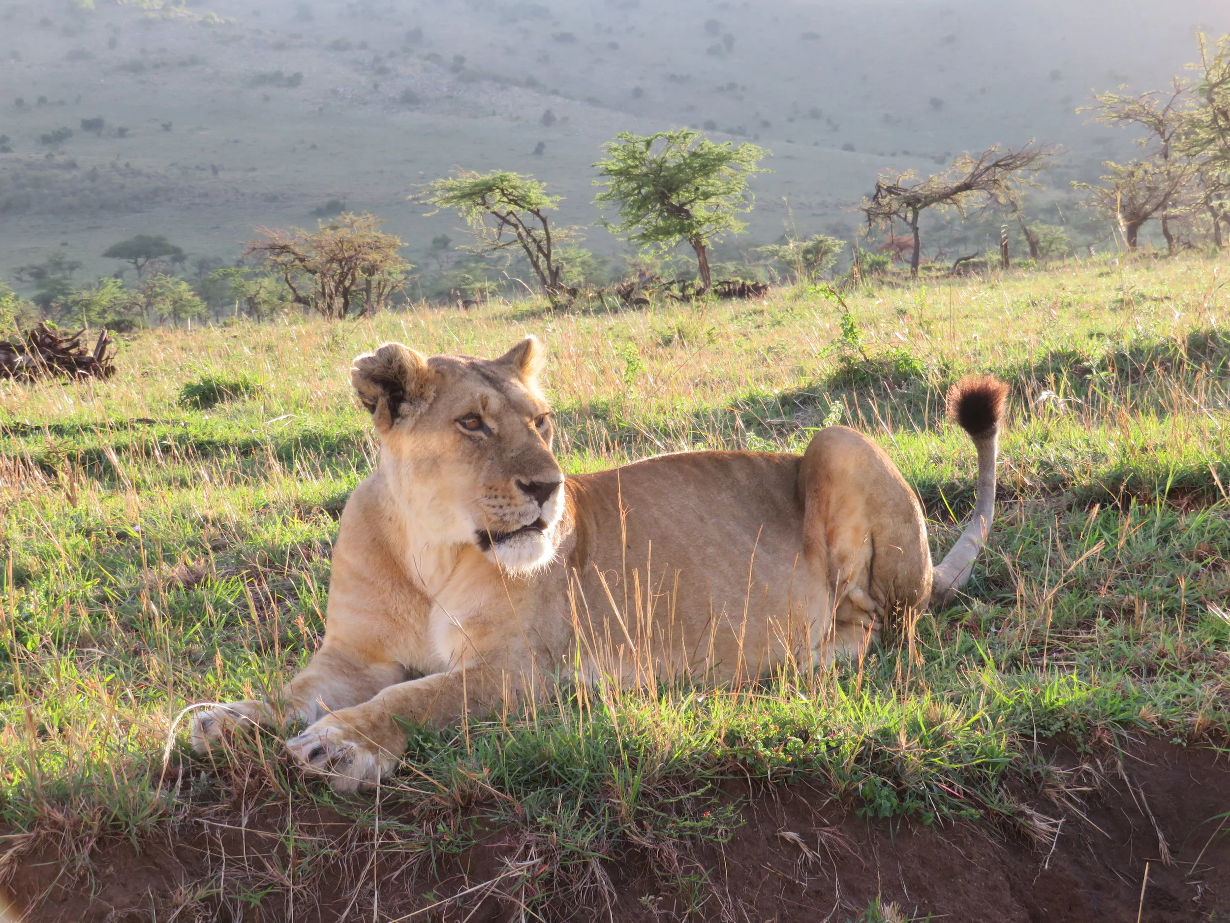 Simba Connections with Carol Gurney