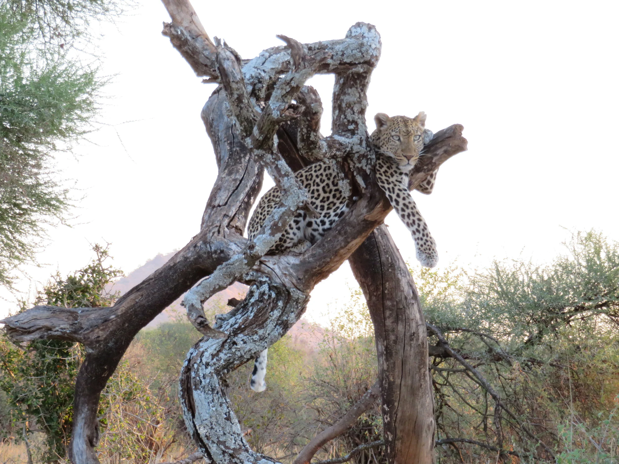 Lounging Leopard