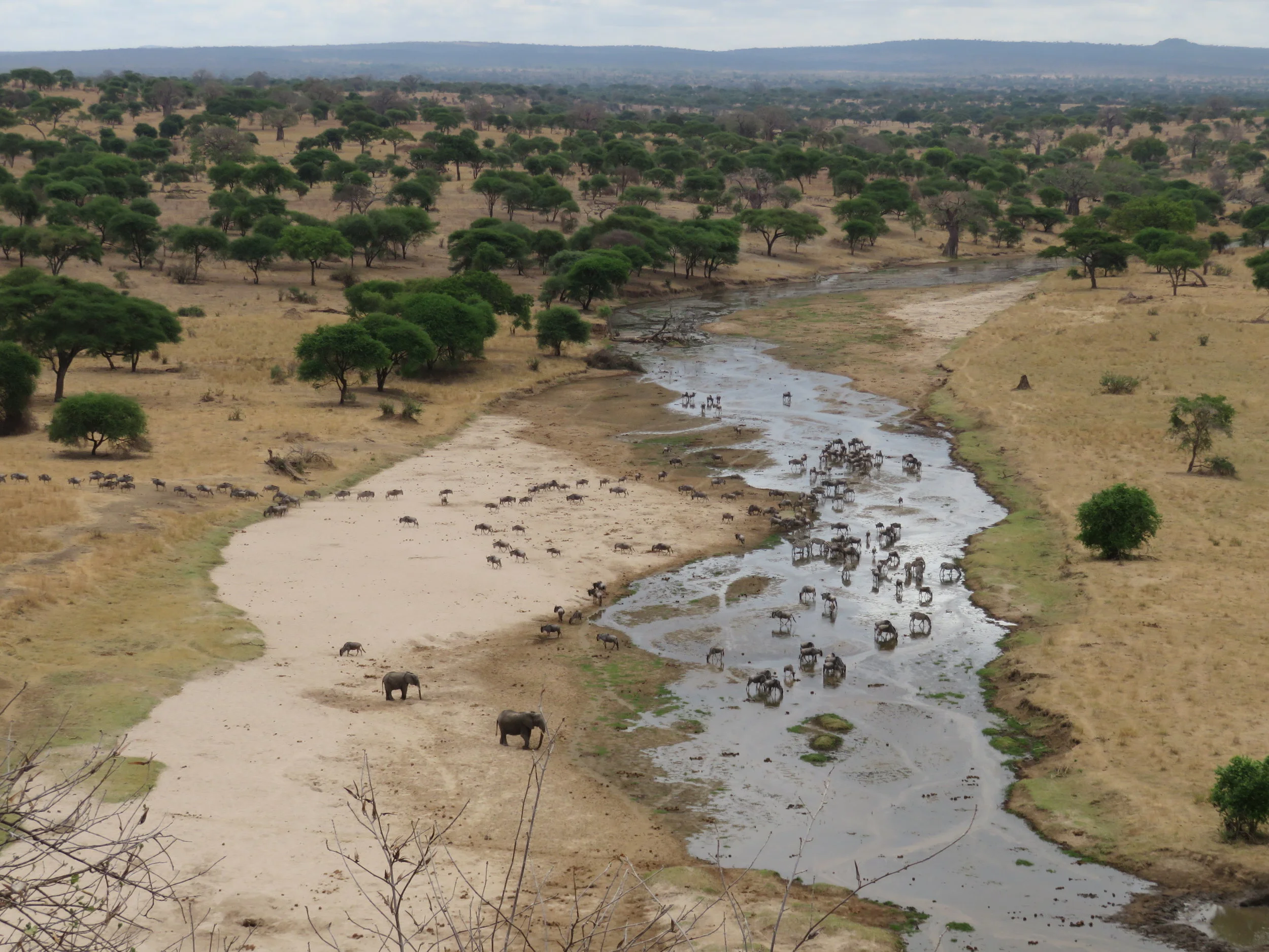 Sand Digging Elephants
